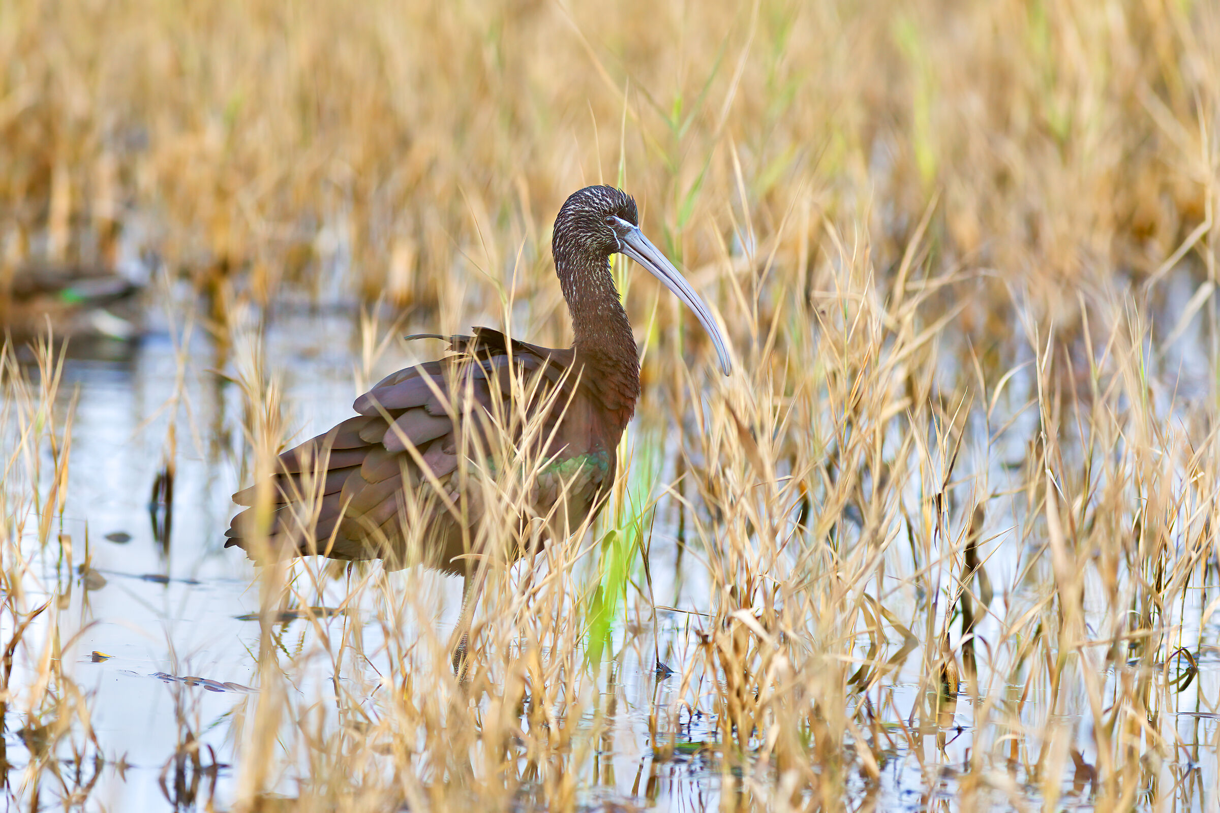 Glossy ibis