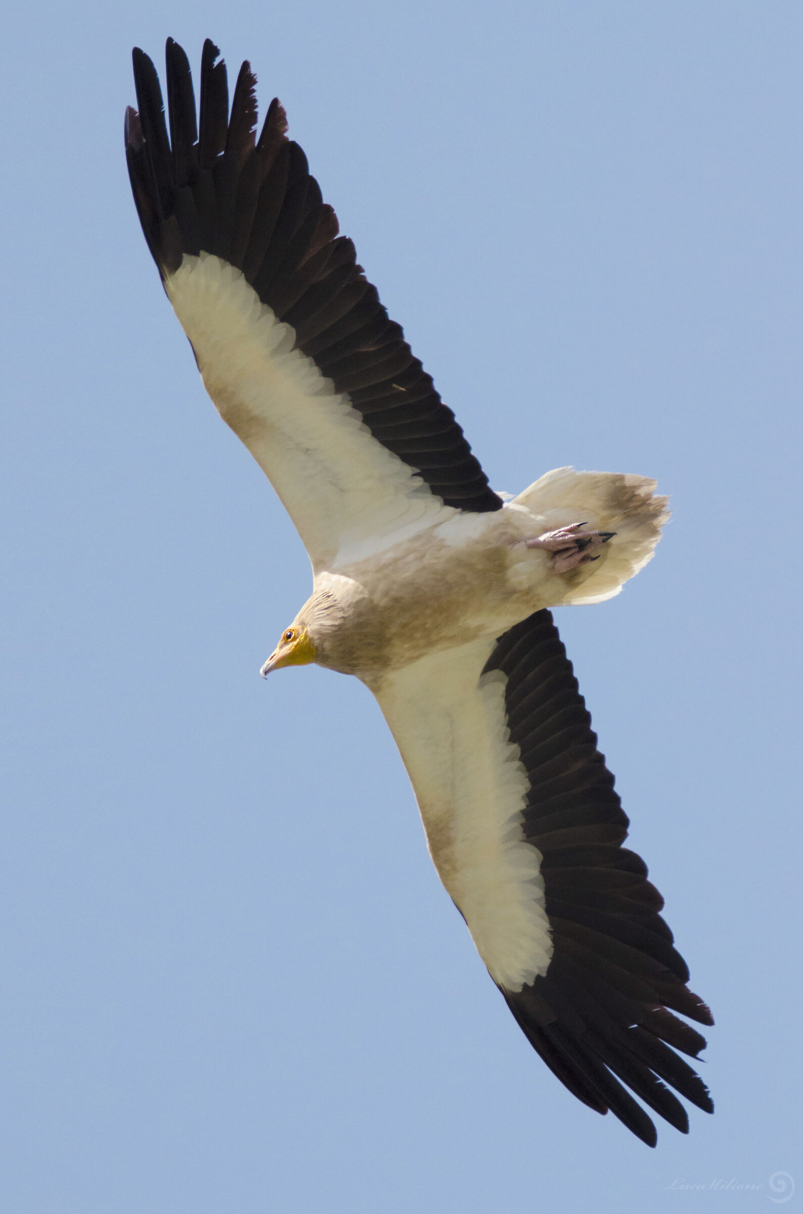 White scavenger vulture