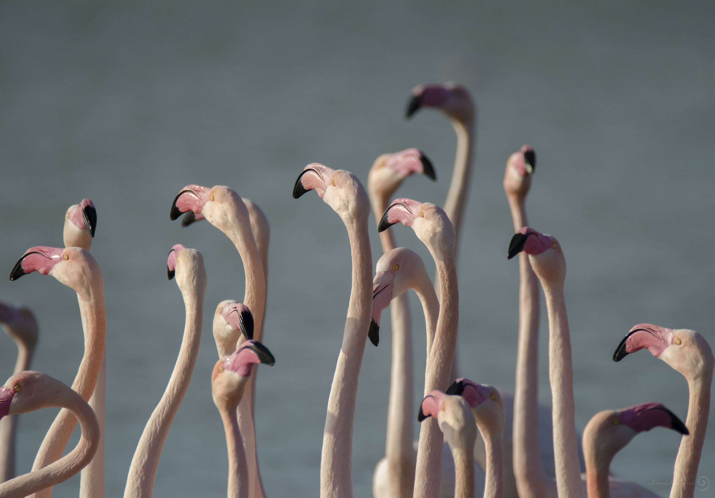 The dance of flamingos