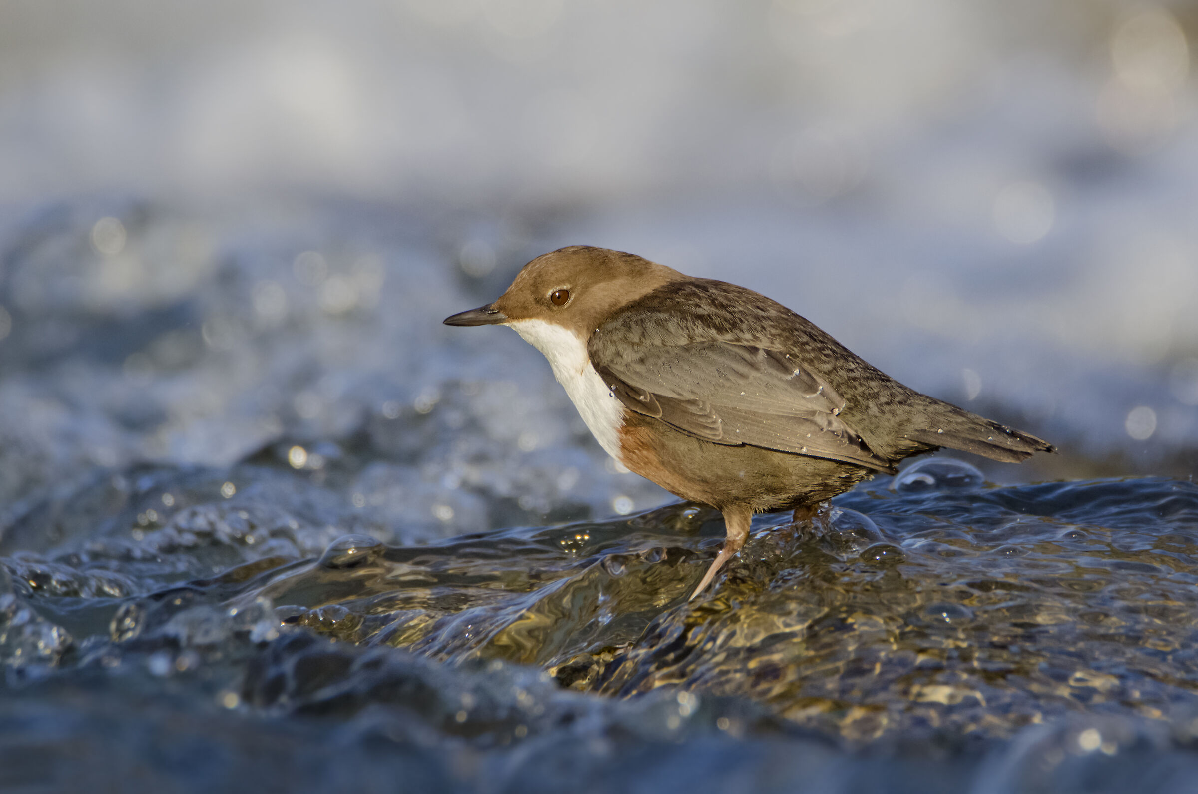 White-throated dipper