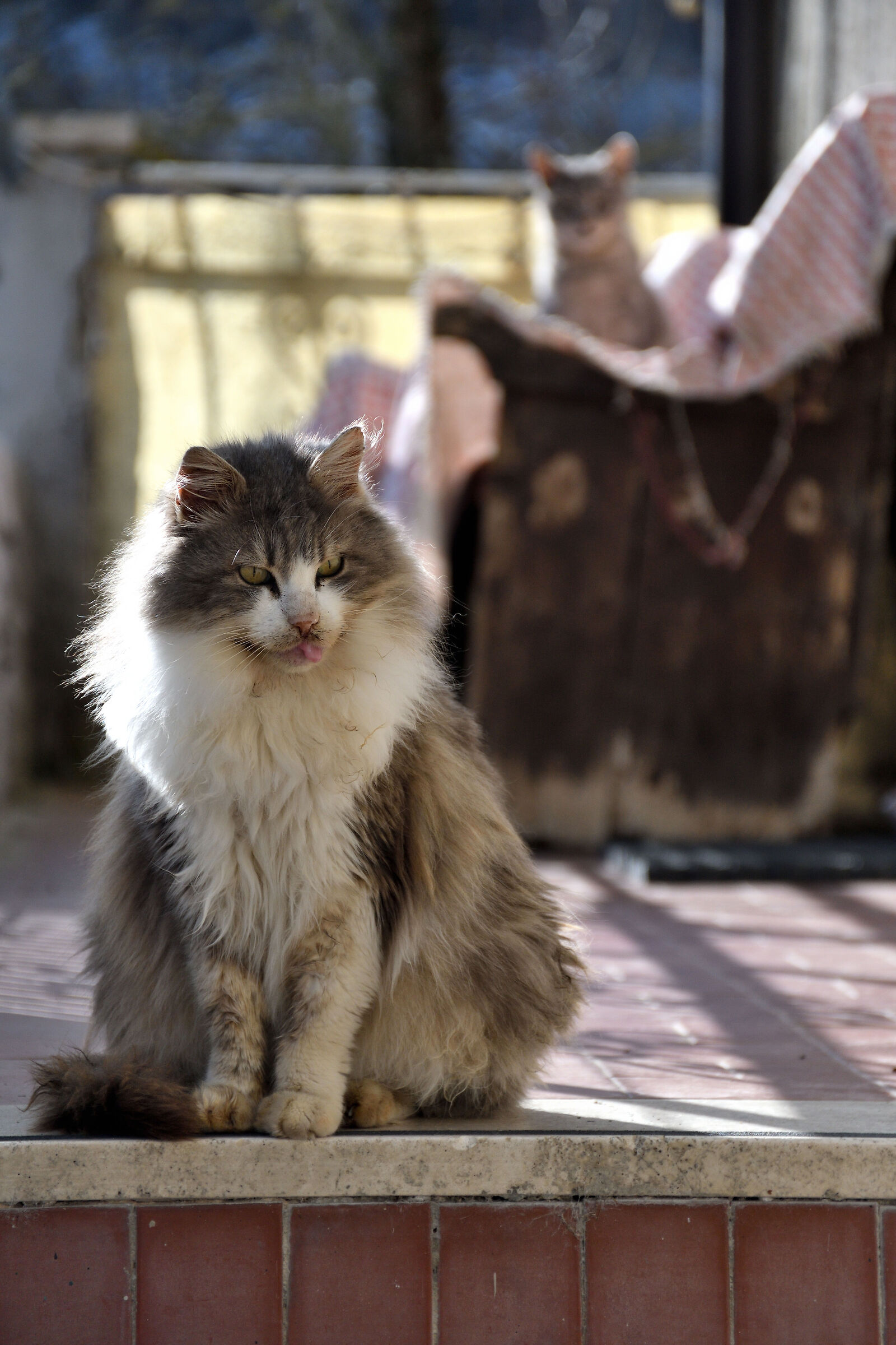 Vecchio micione montanaro.