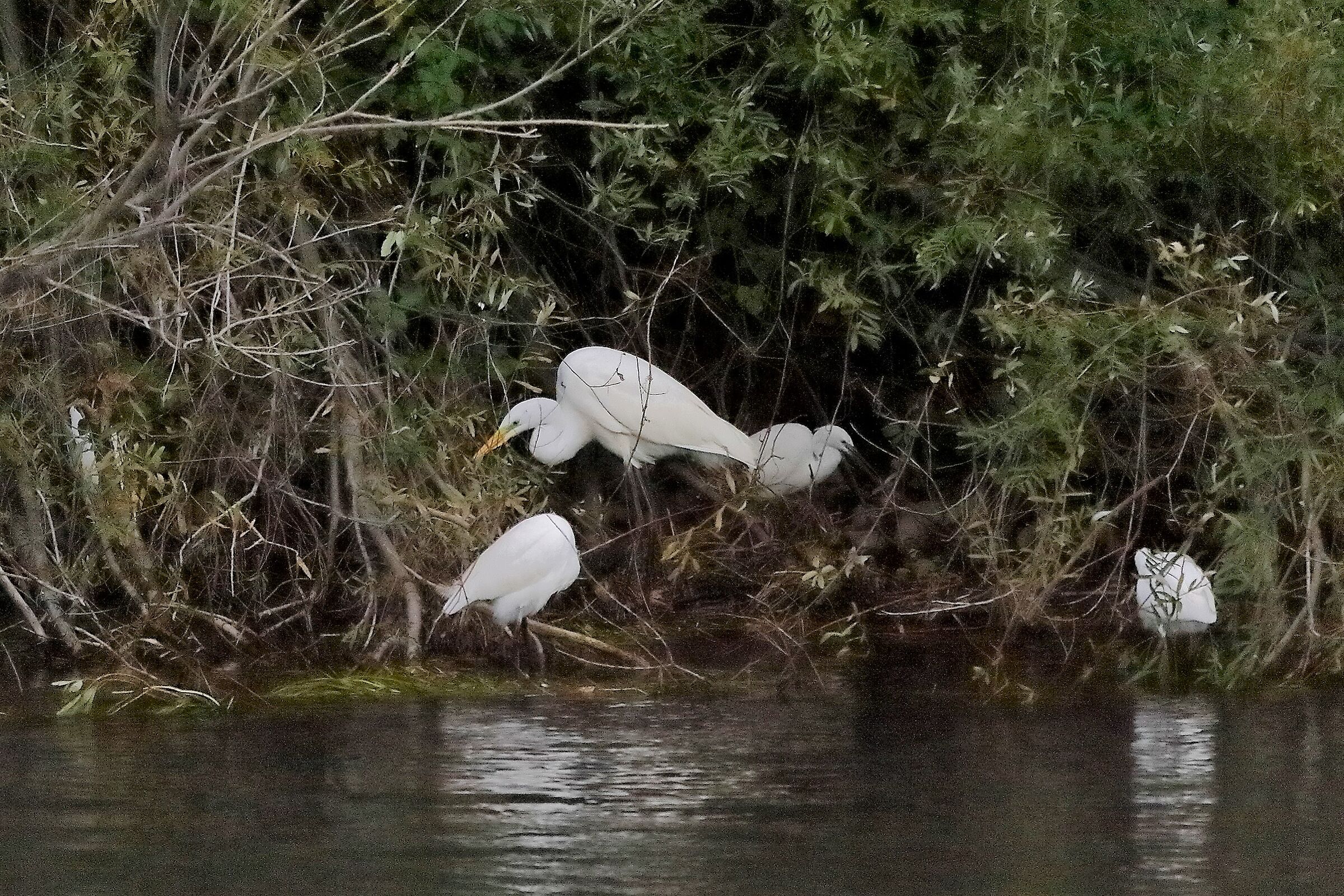 airone BM 12 novembre 2022