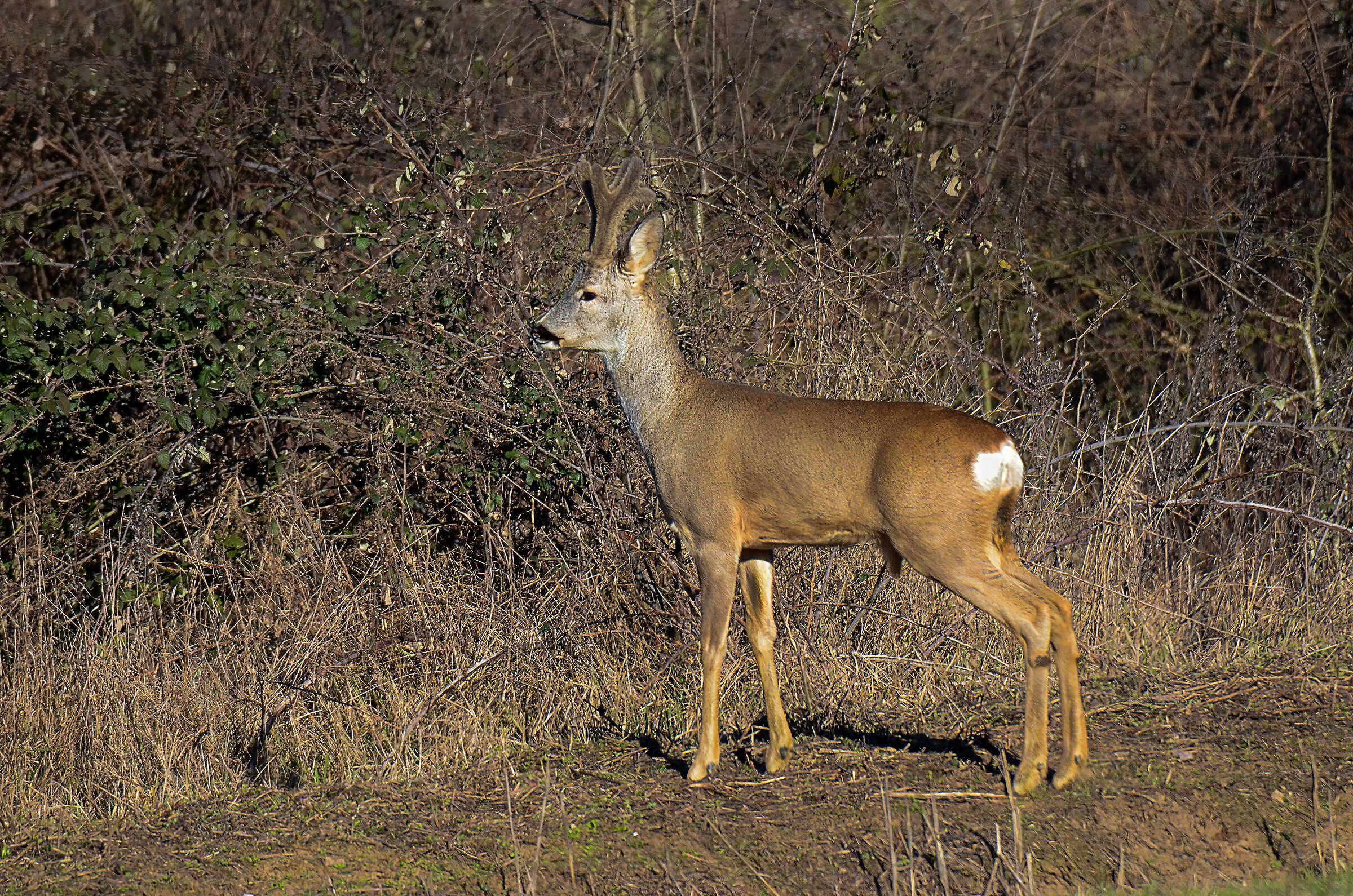 capriolo maschio