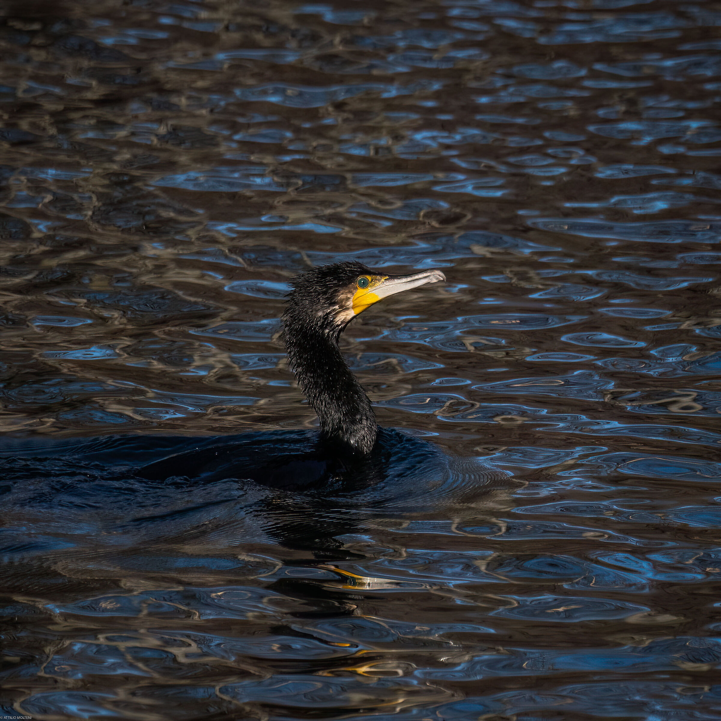 Cormorant