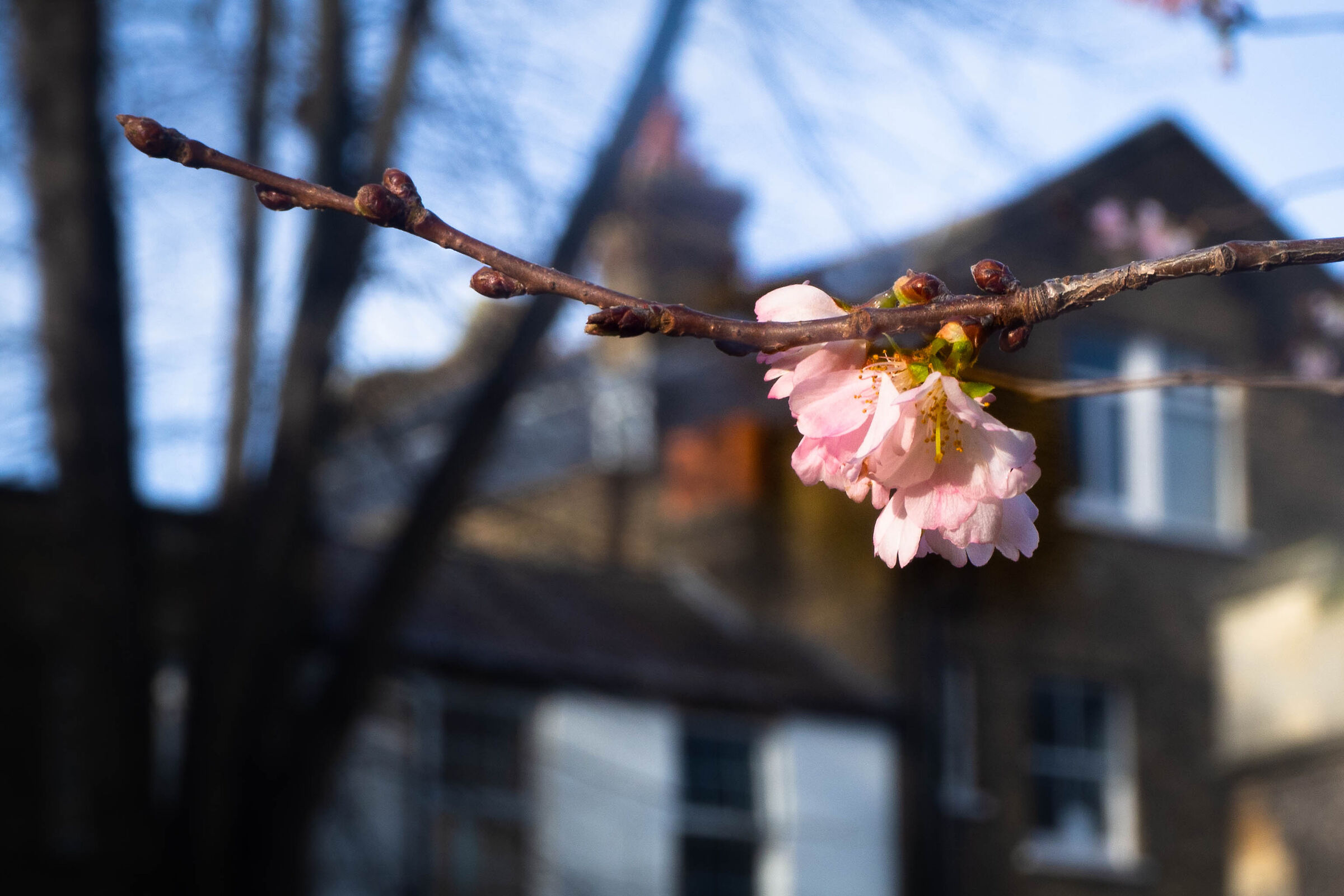 Spring in Winter, Kingston Upon Thames