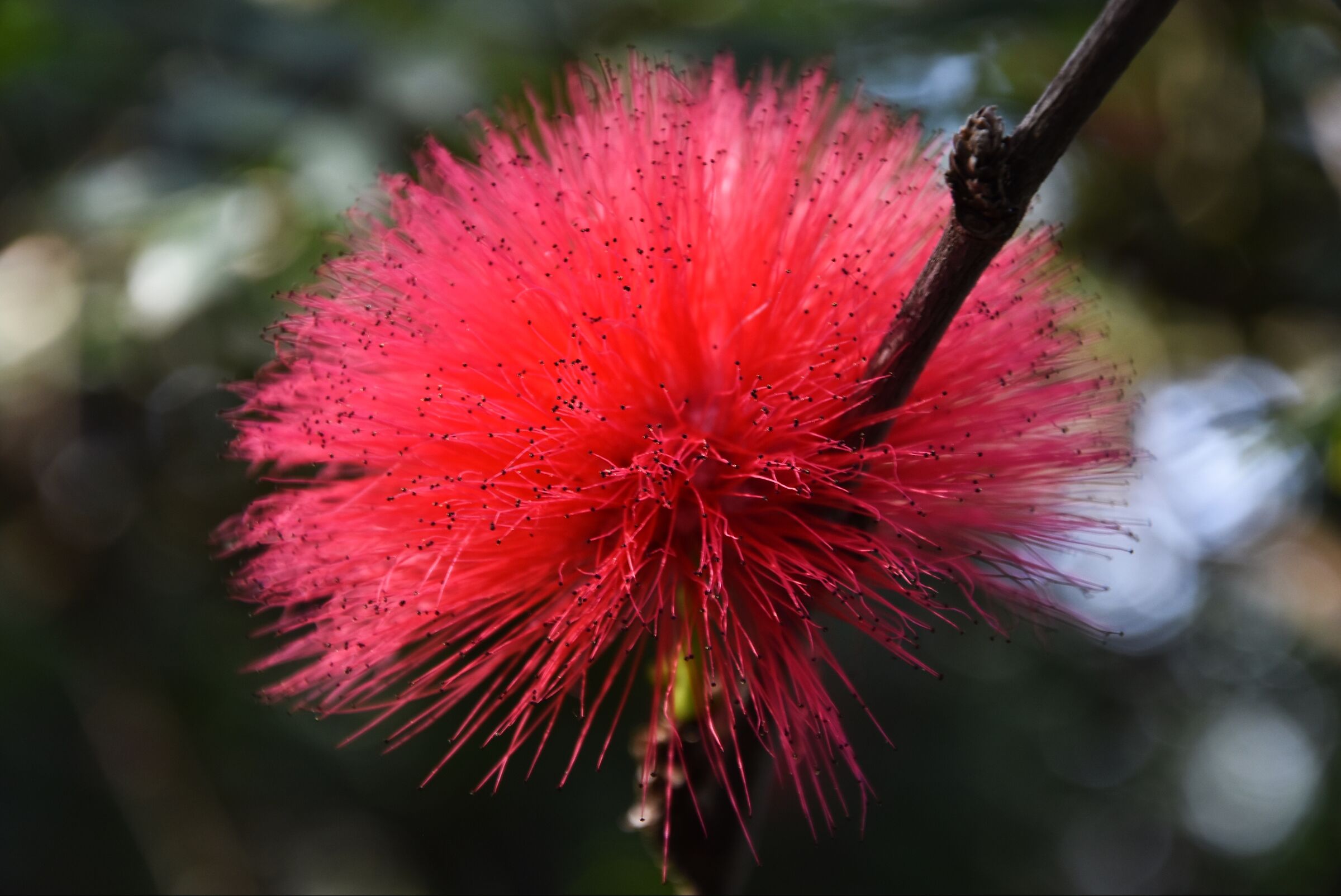 Calliandra haematocephala