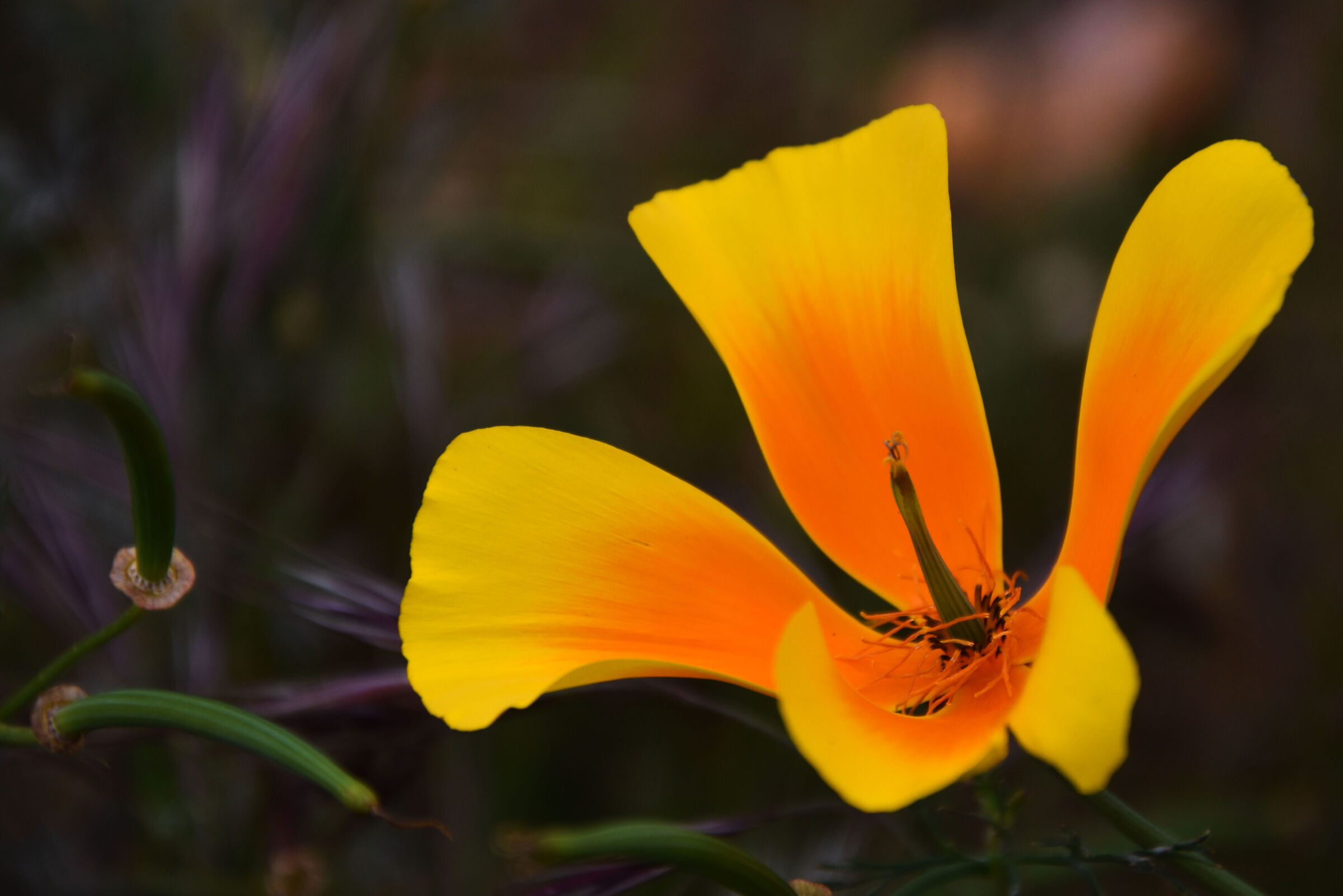 Eschscholzia California - Papavero della California