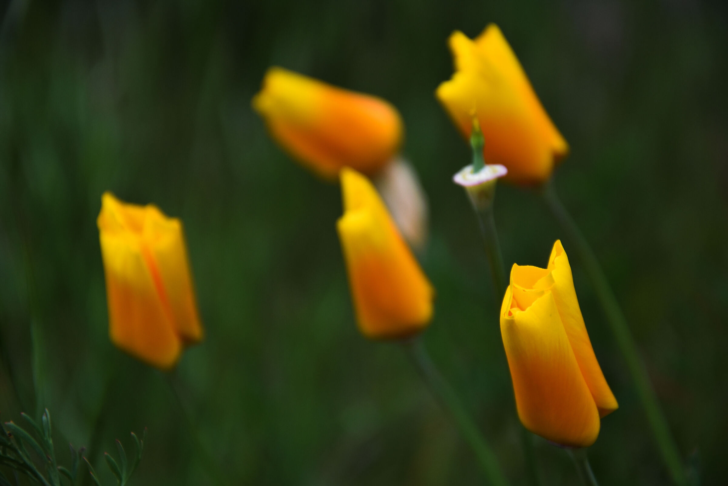 Eschscholzia California - Papavero della California