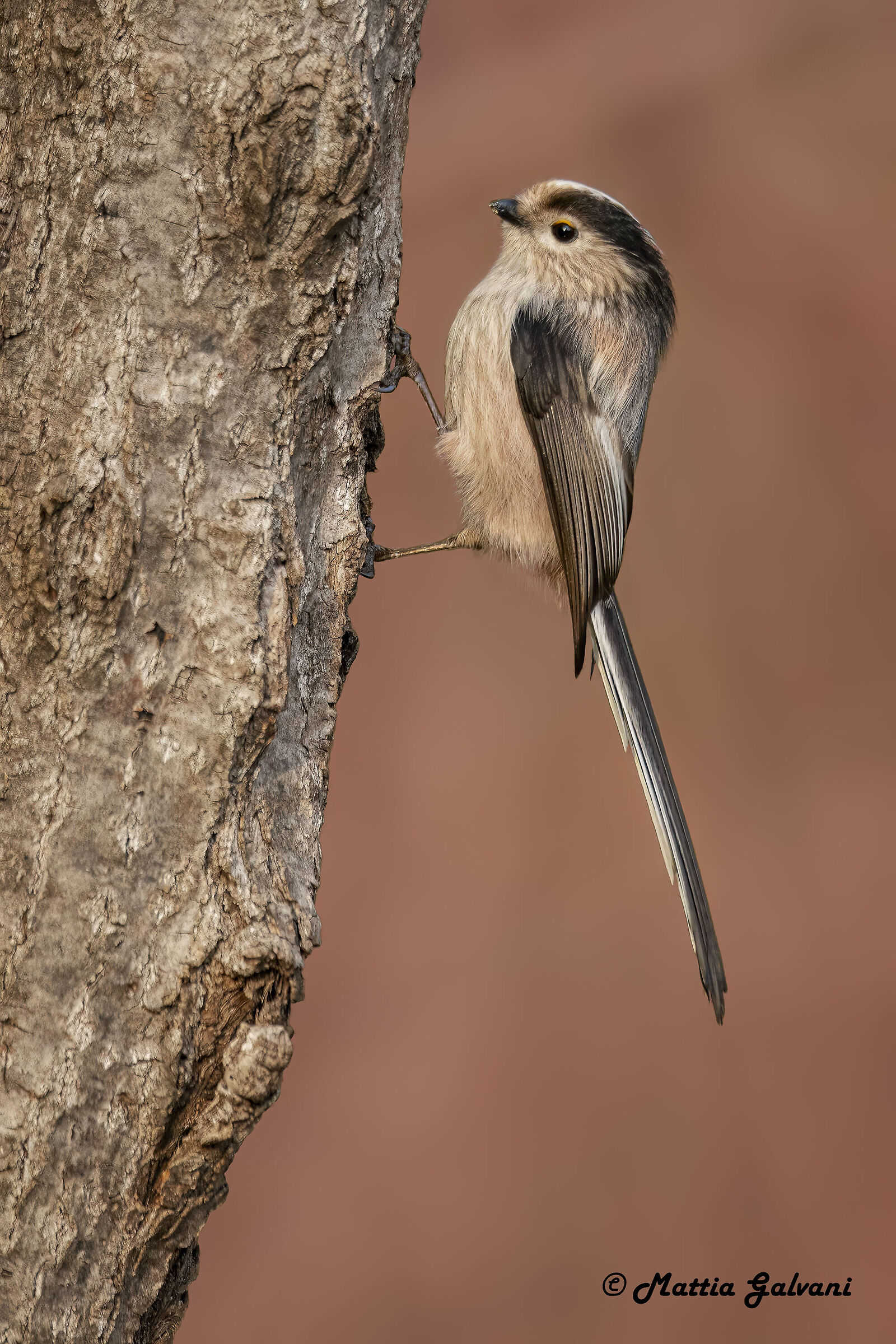 Long-tailed