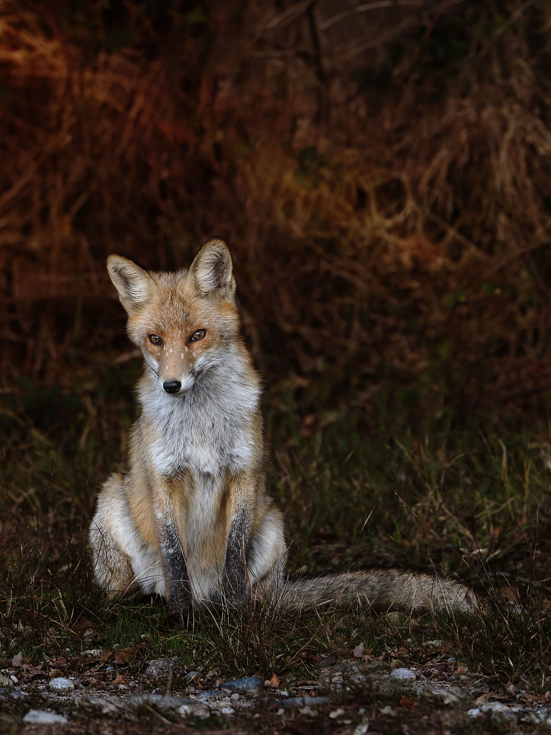 Inconsapevole modella