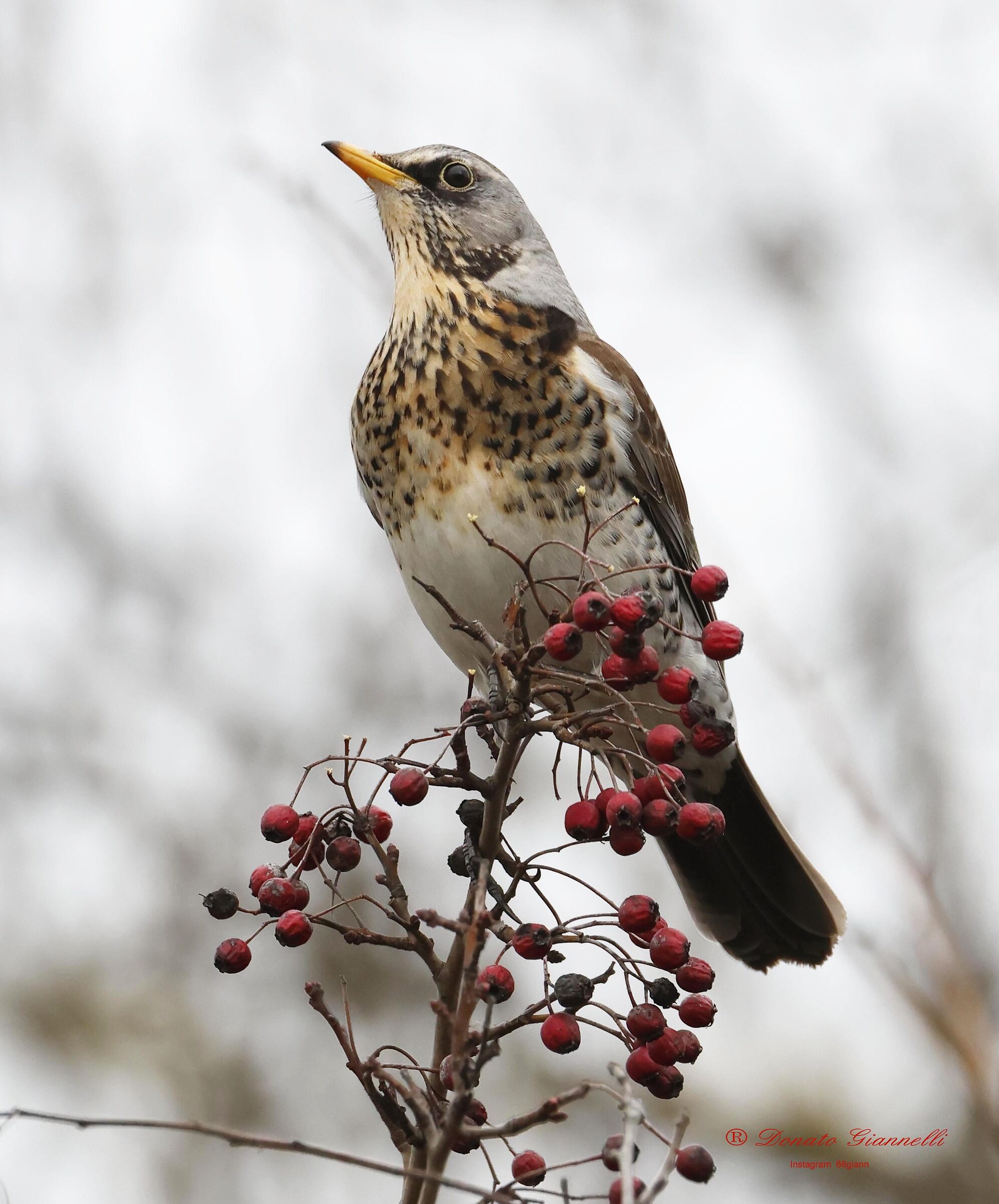 Fieldfare
