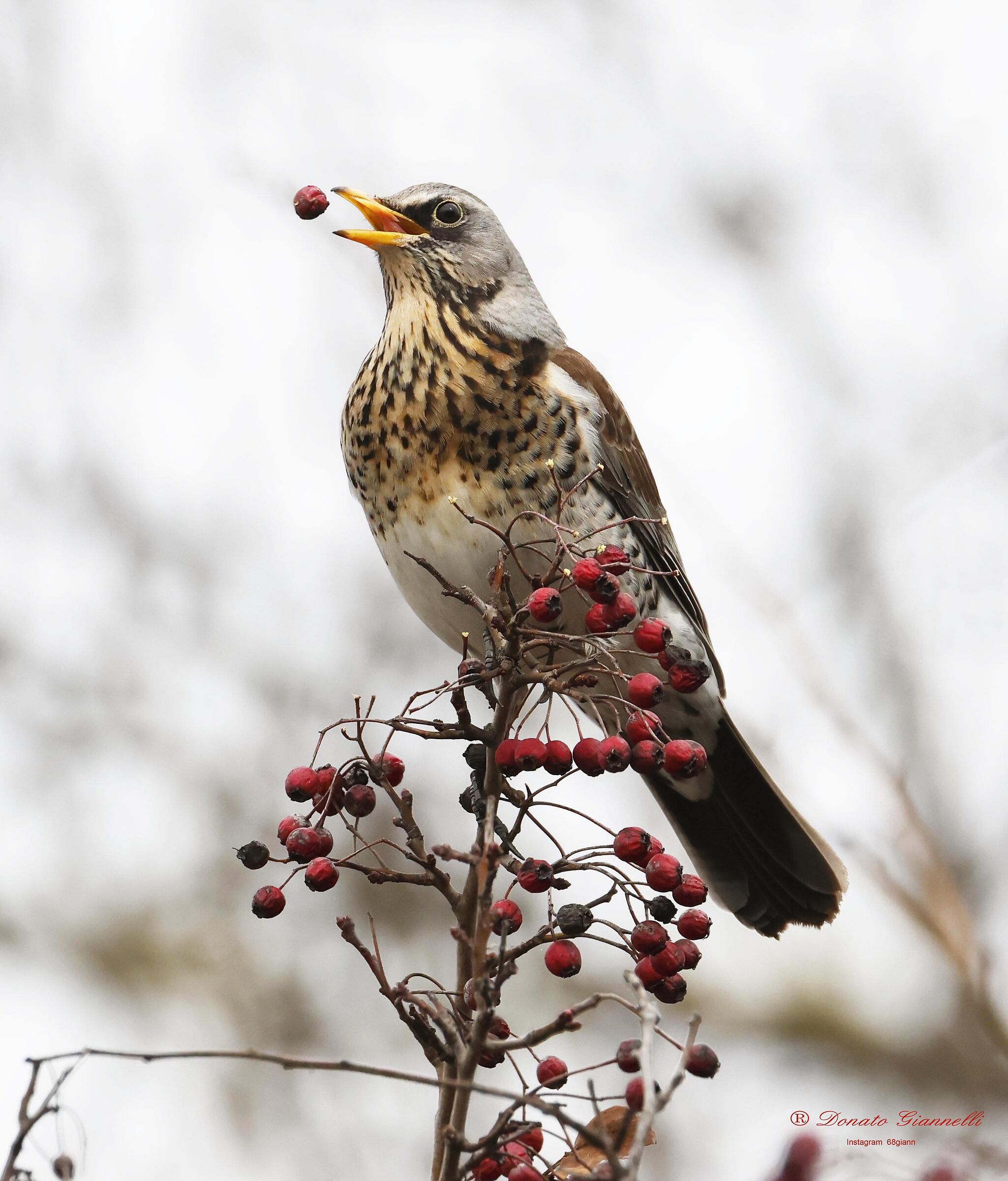 Fieldfare