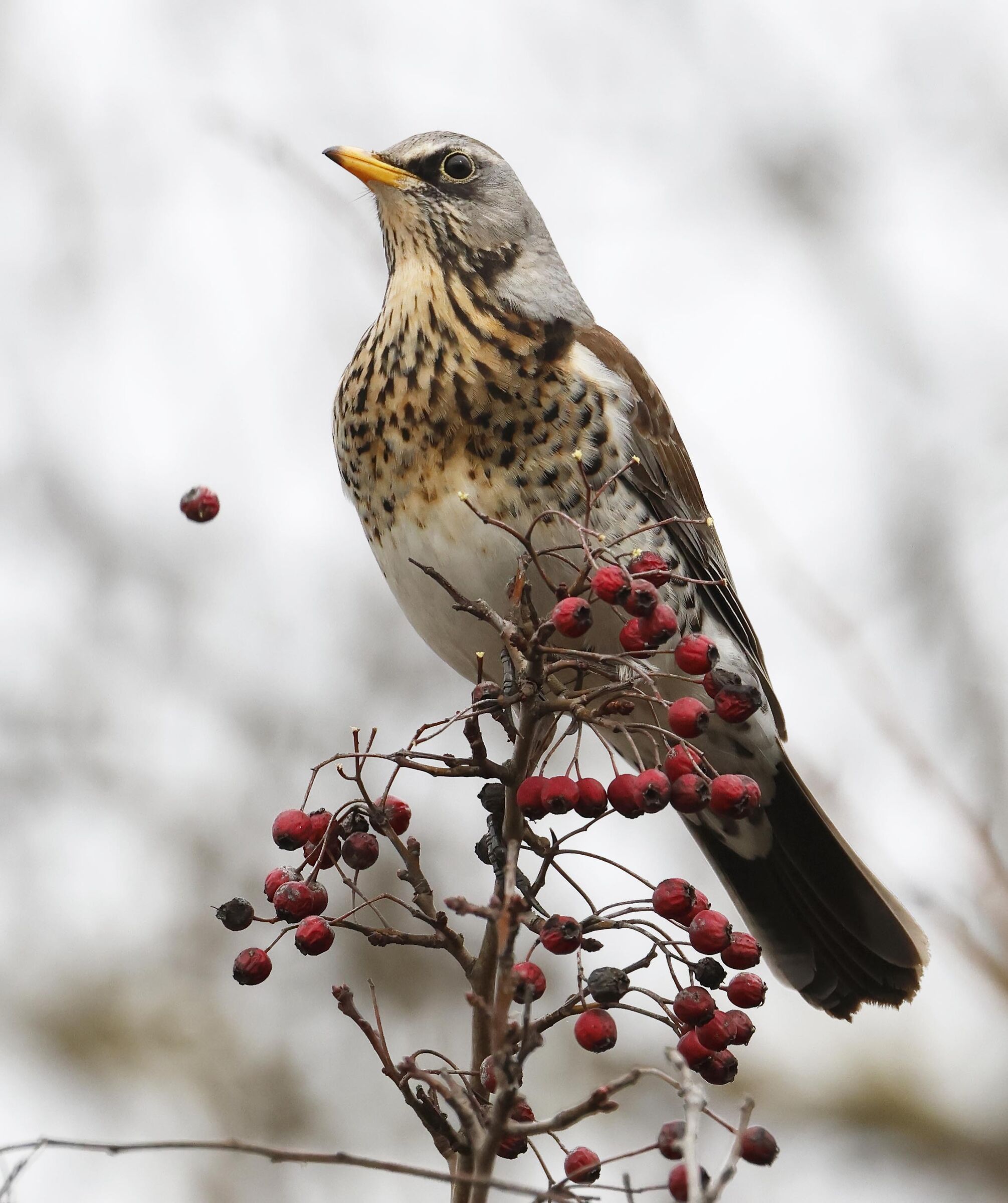 Fieldfare