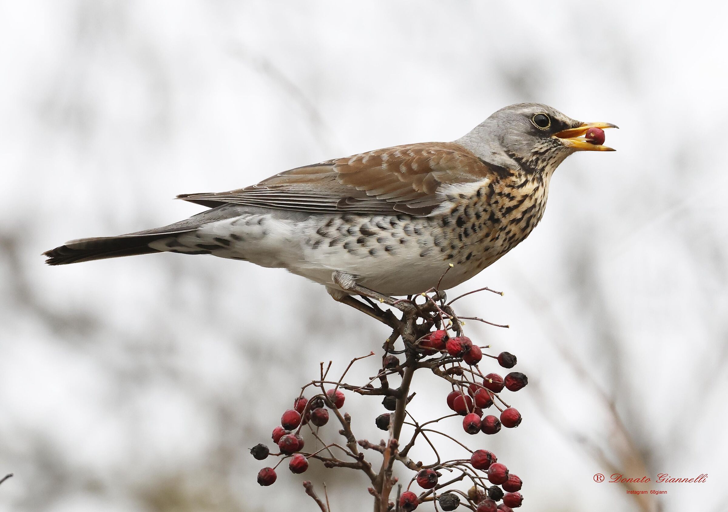 Fieldfare