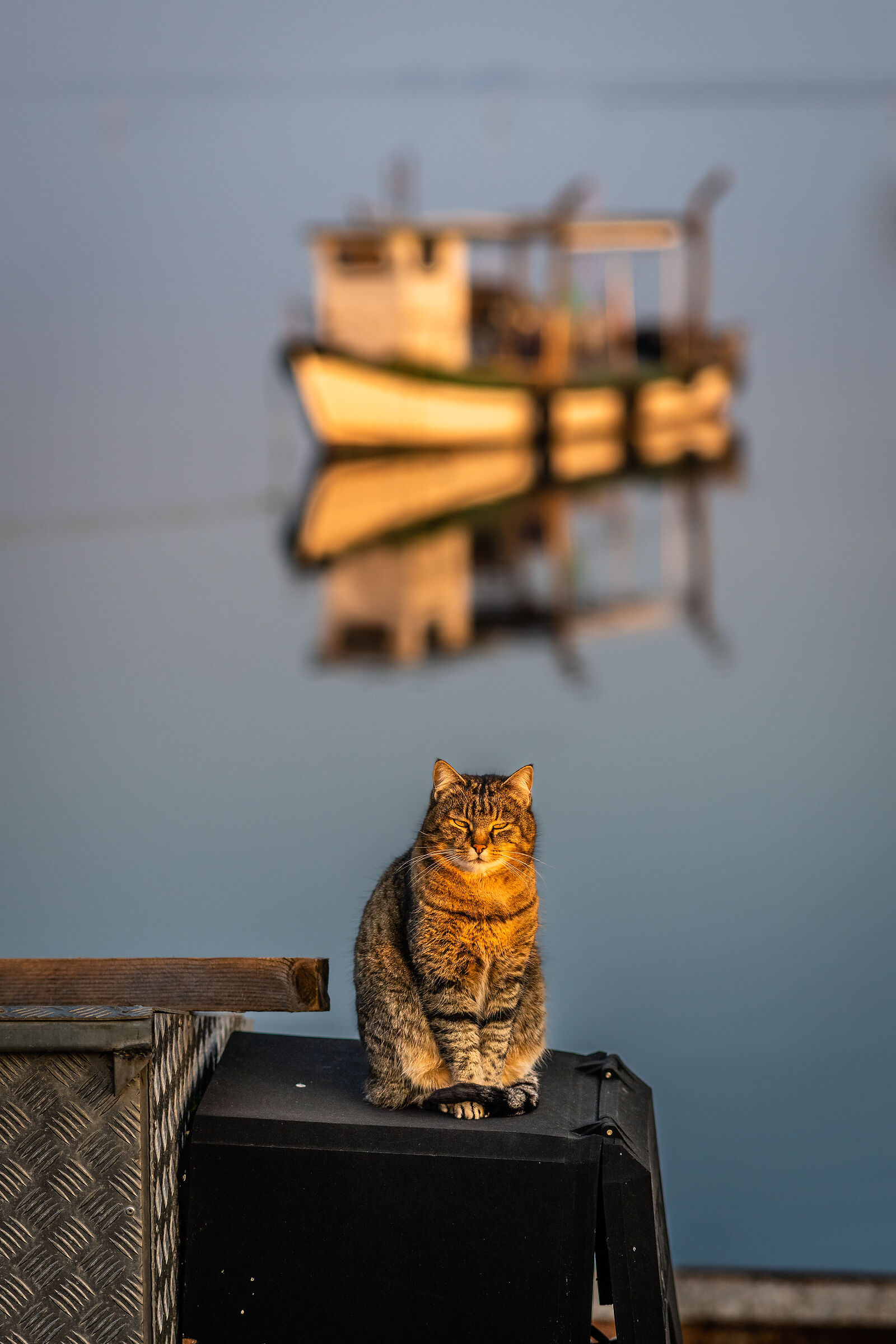 Il gatto nella Sacca