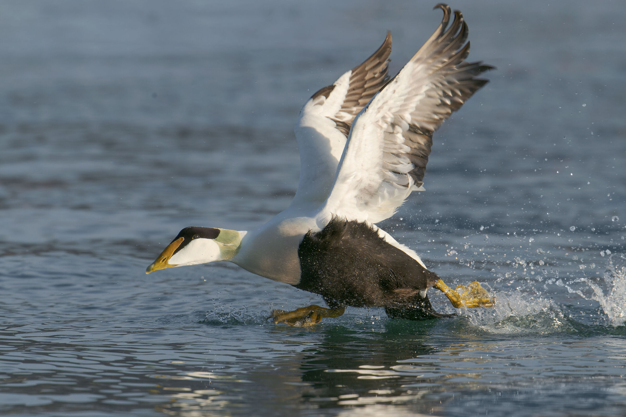 The take-off of eider