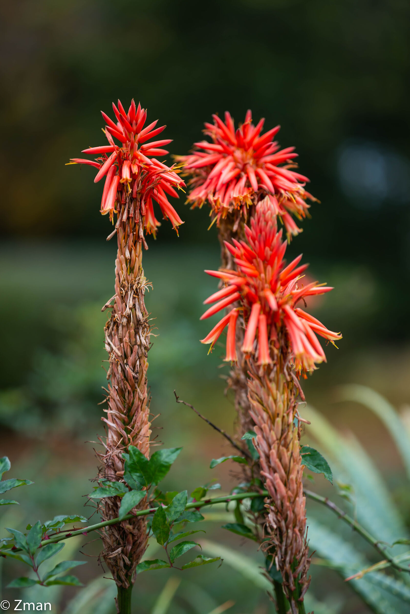 Fiori di Aluvera
