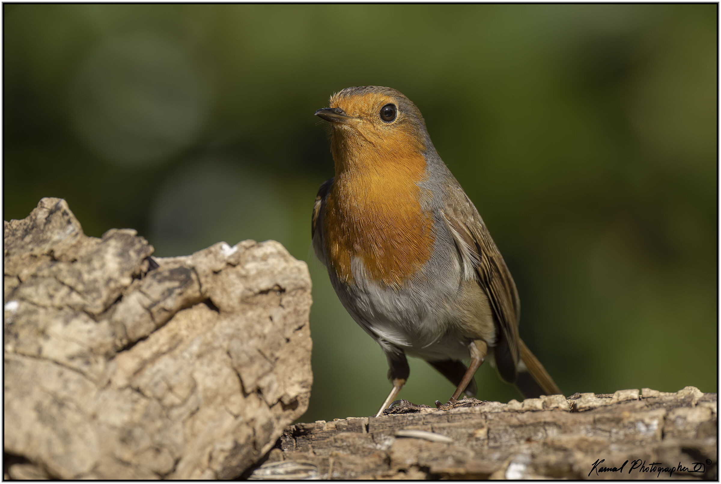Erithacus rubecula