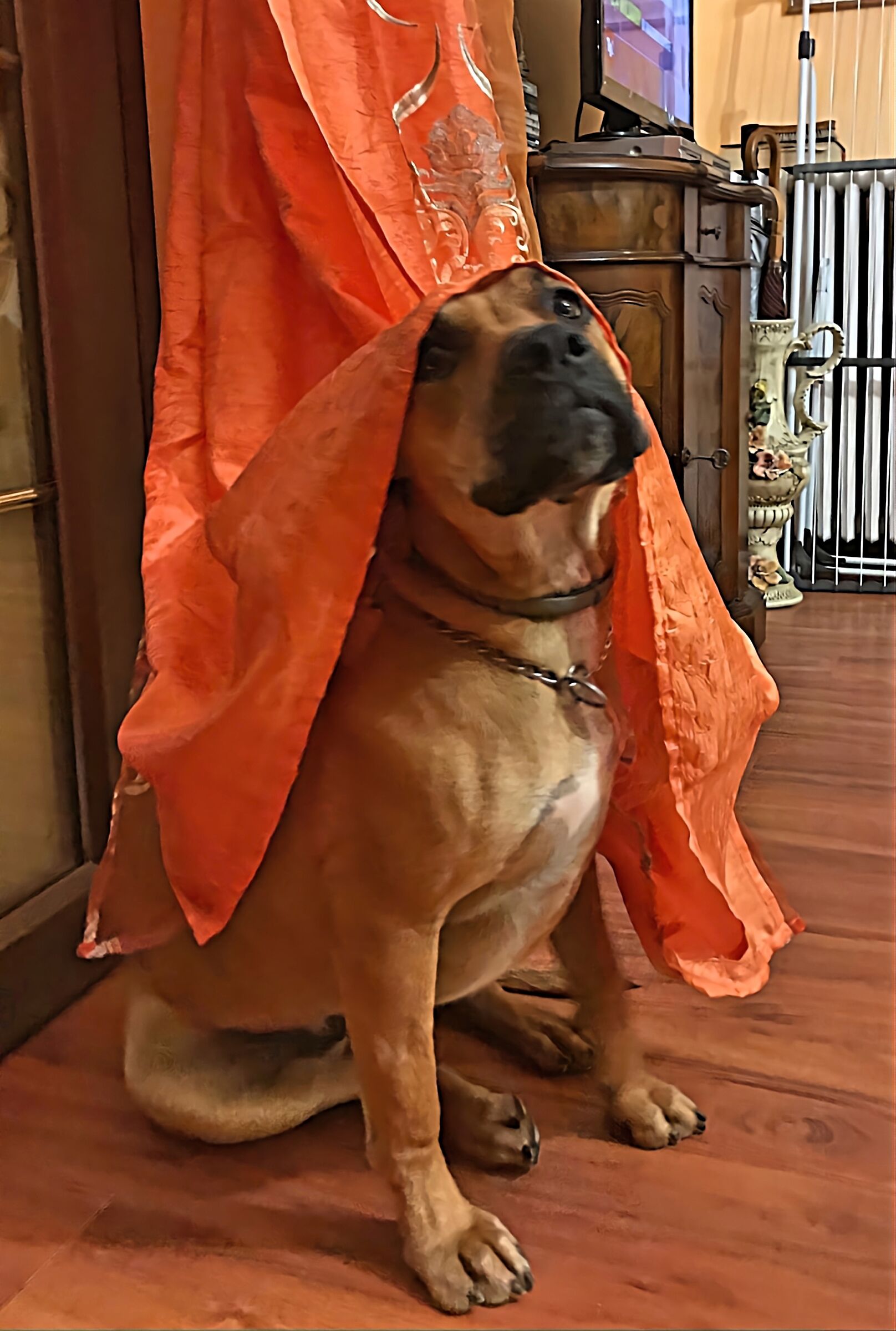 Milady... in cosa posso servirla?