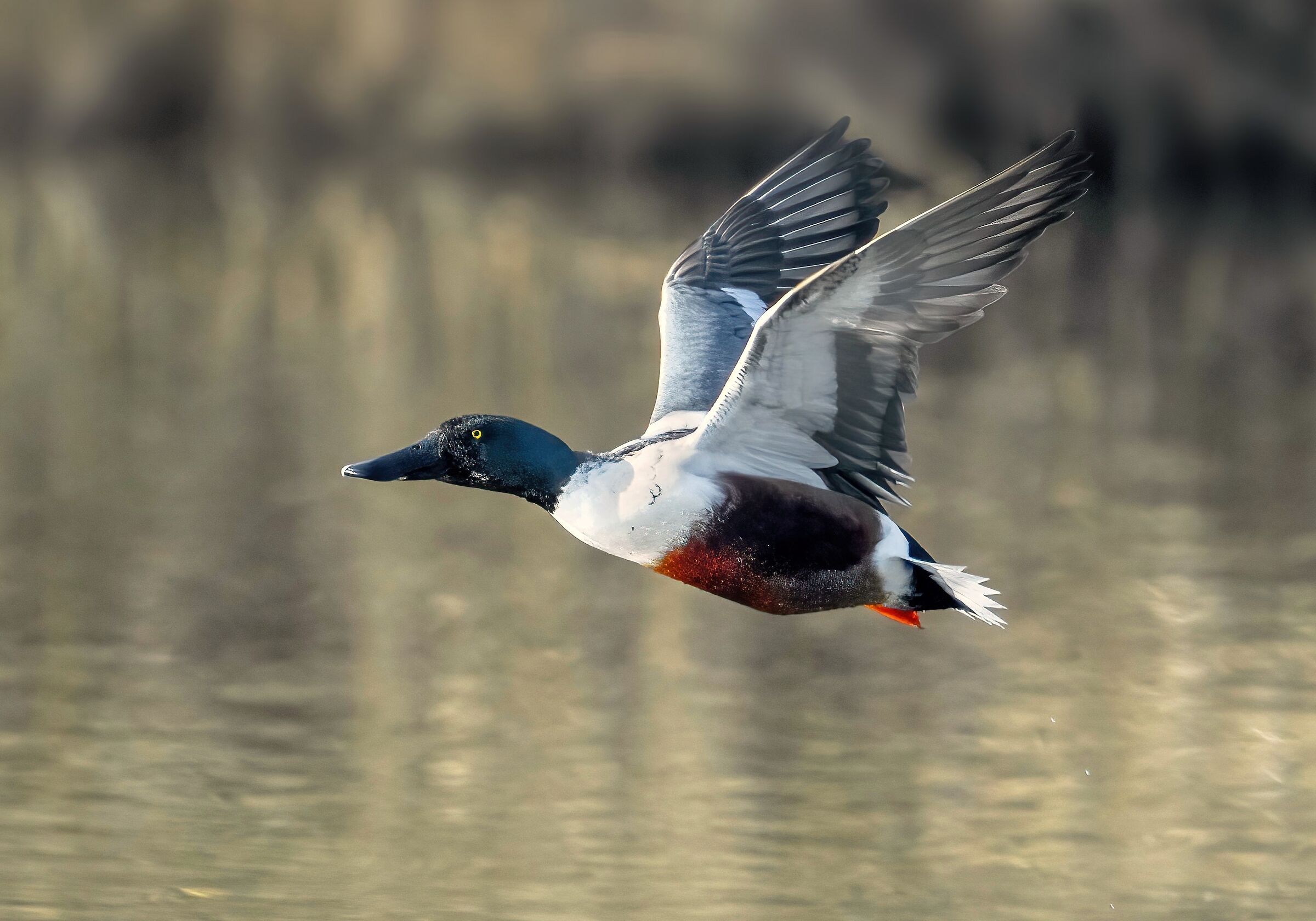 Mestolone (Spatula clypeata)