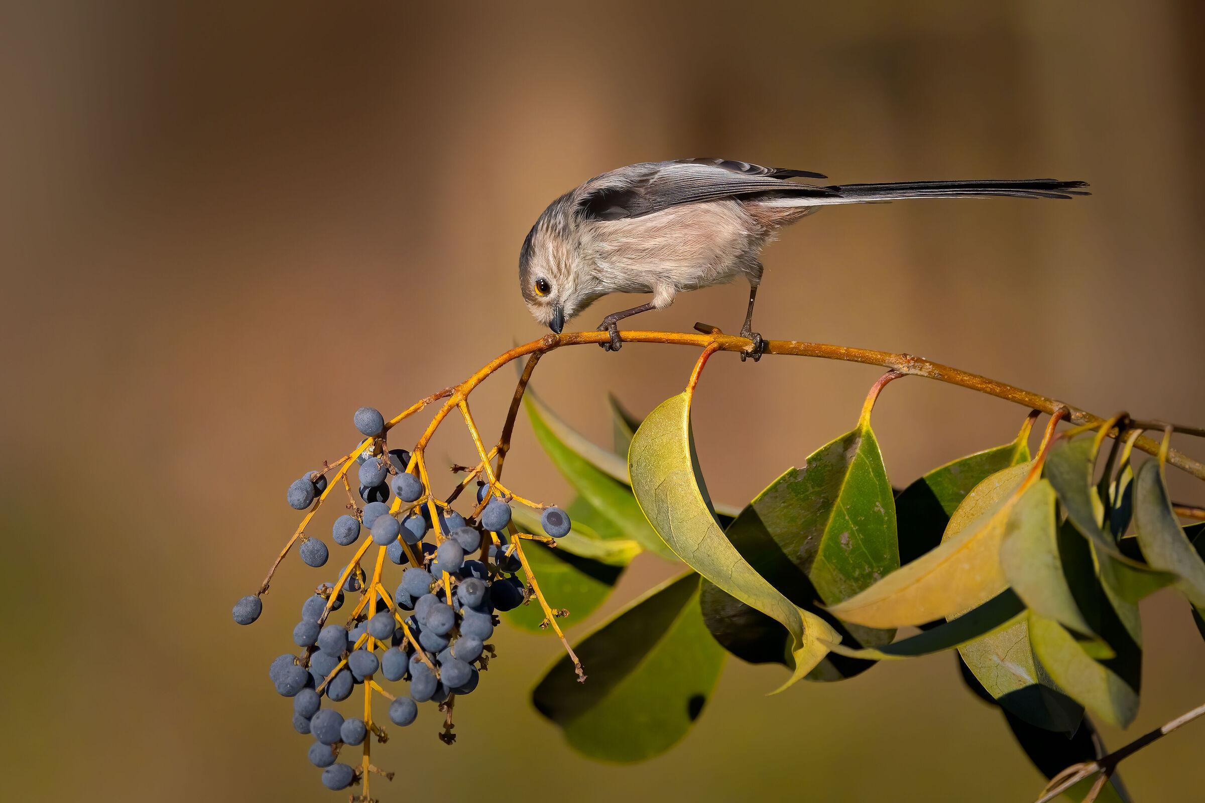 Codibugnolo (Aegithalos caudatus)