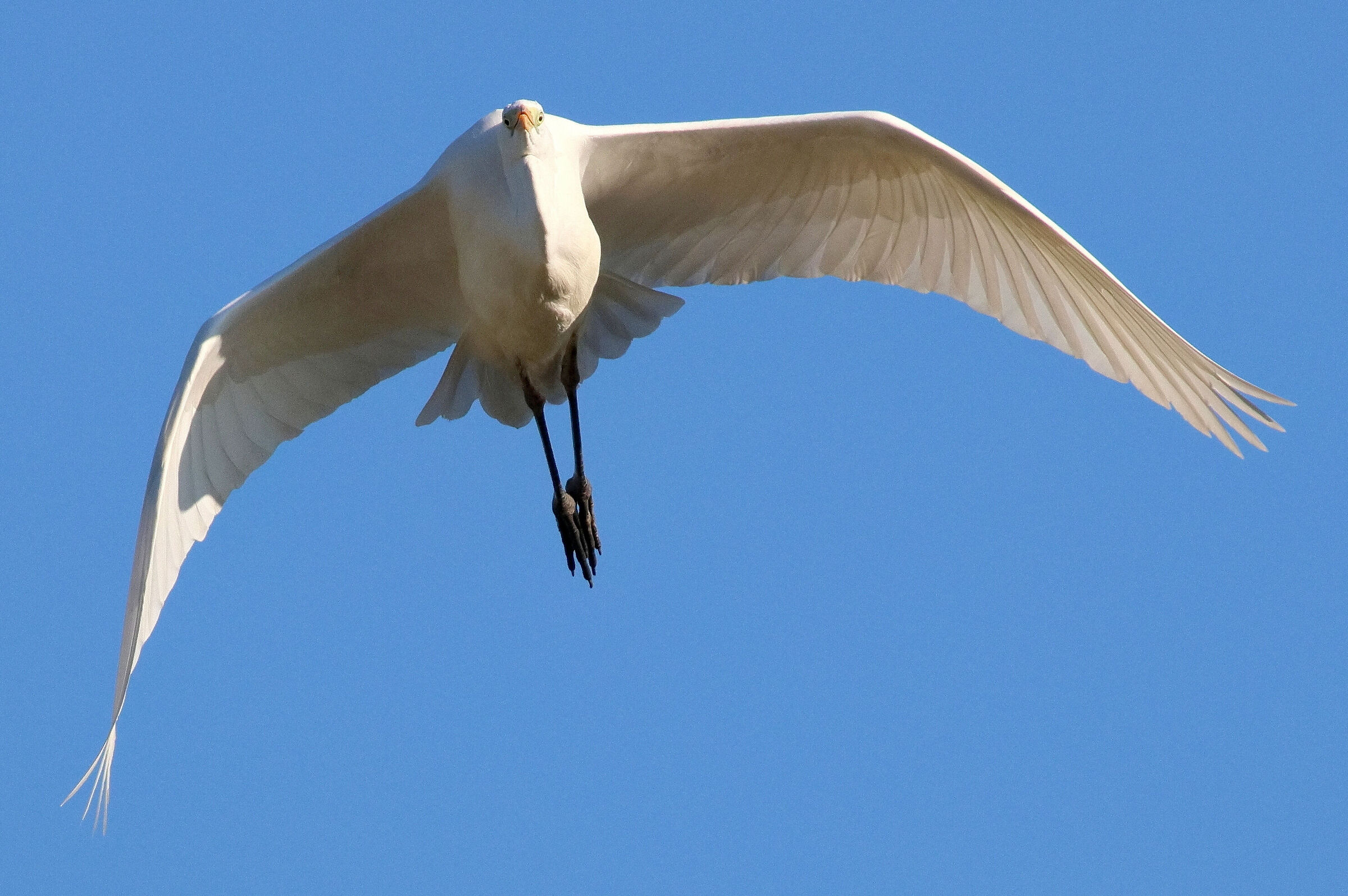 Airone bianco maggiore