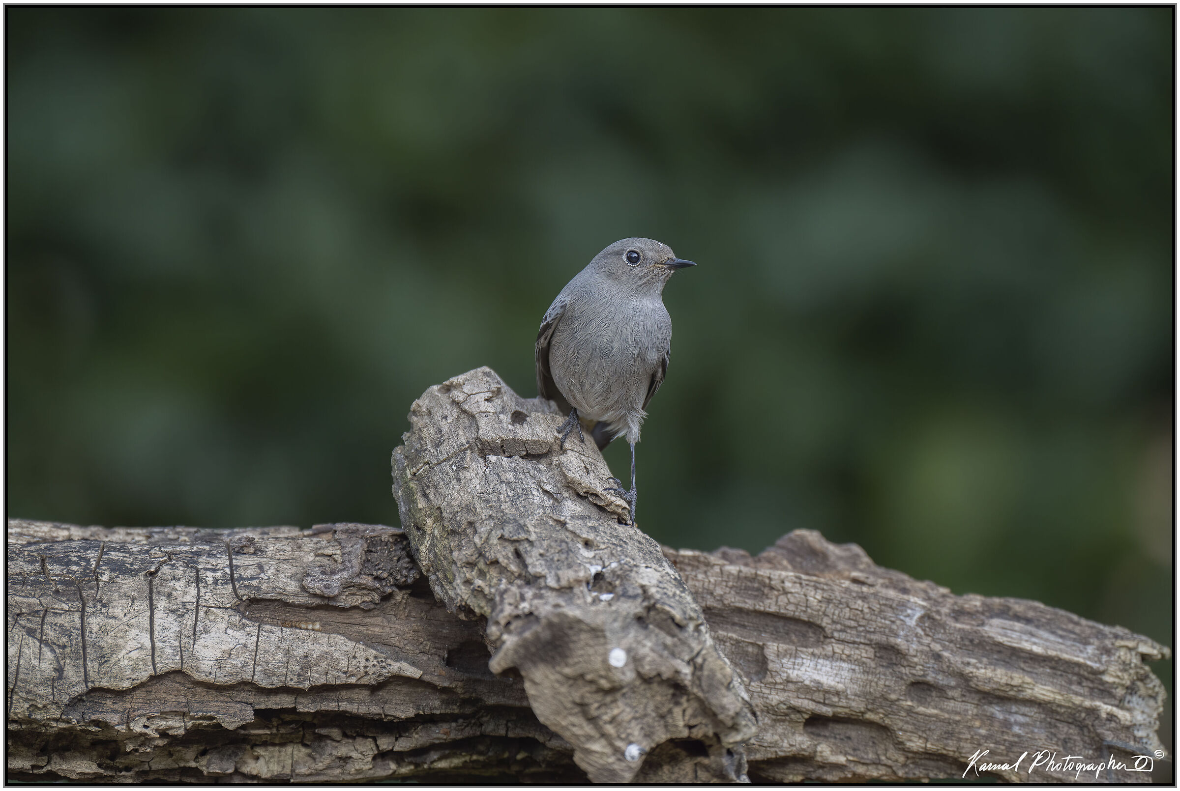 Phoenicurus phoenicurus