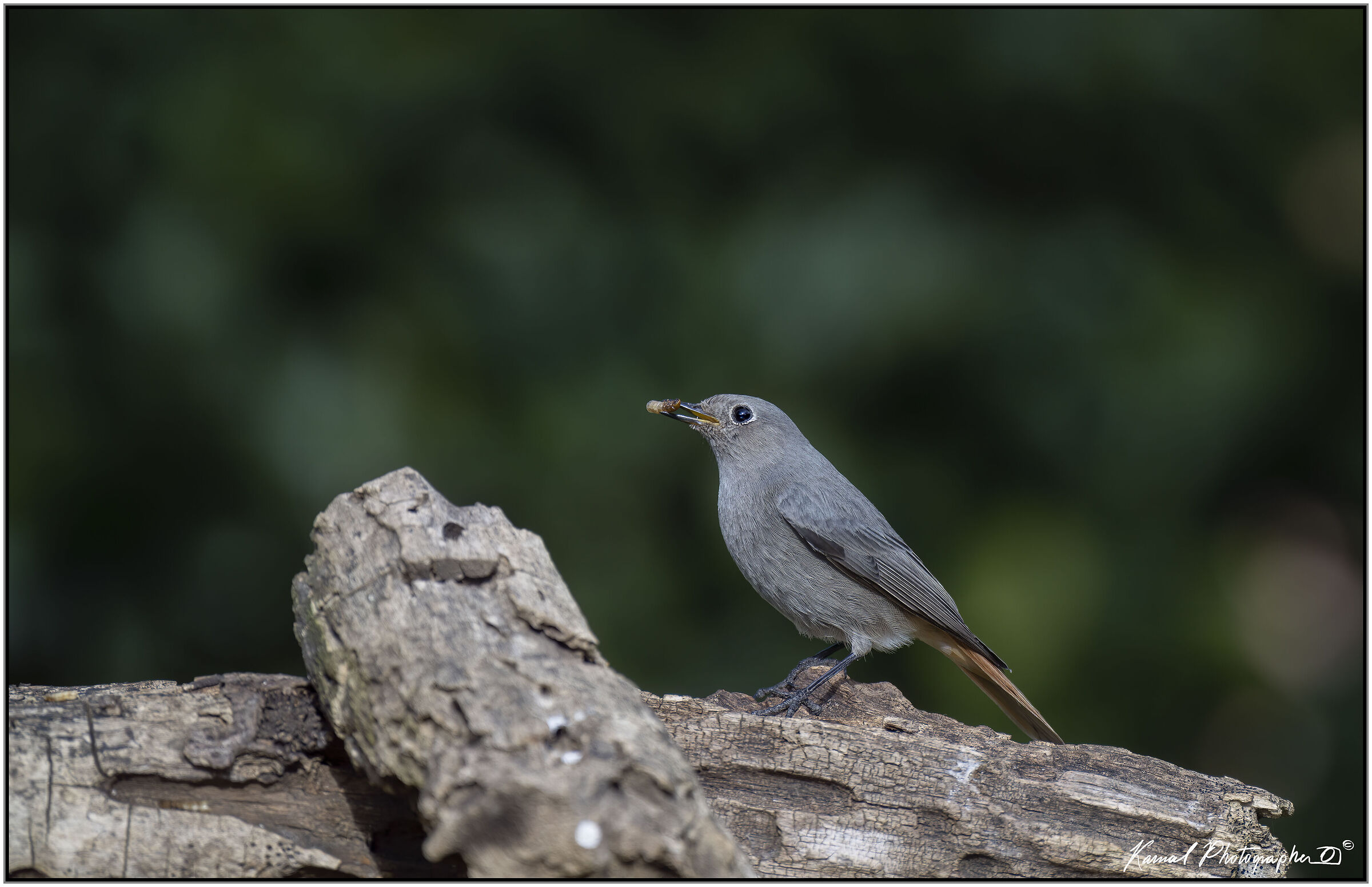 Phoenicurus phoenicurus