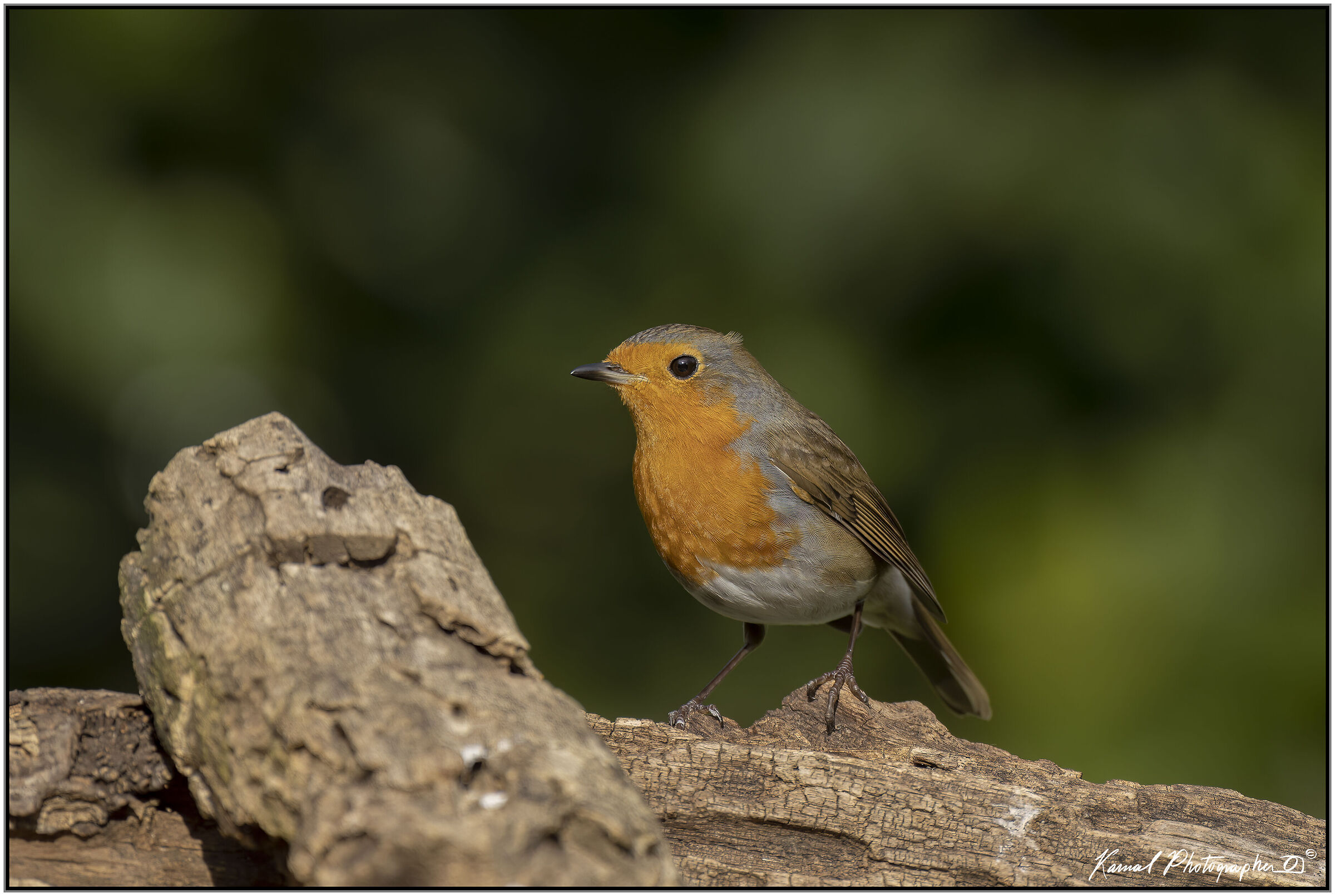 Erithacus rubecula