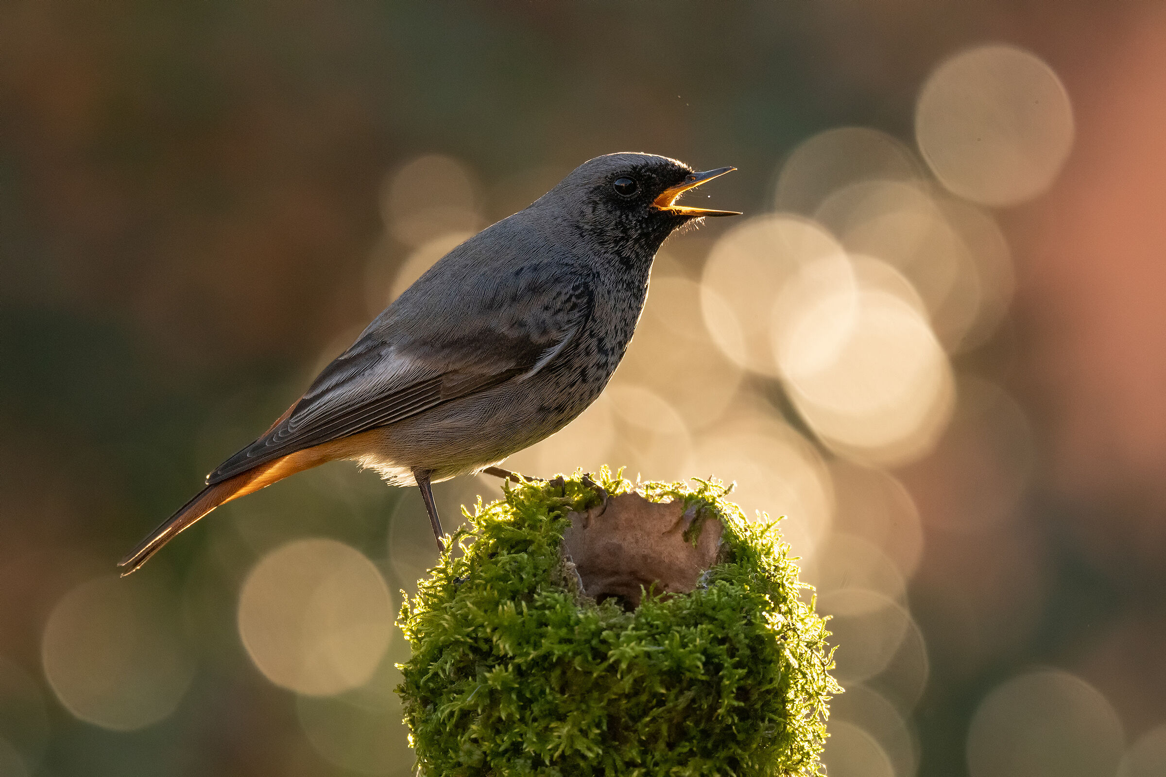 Black redstart