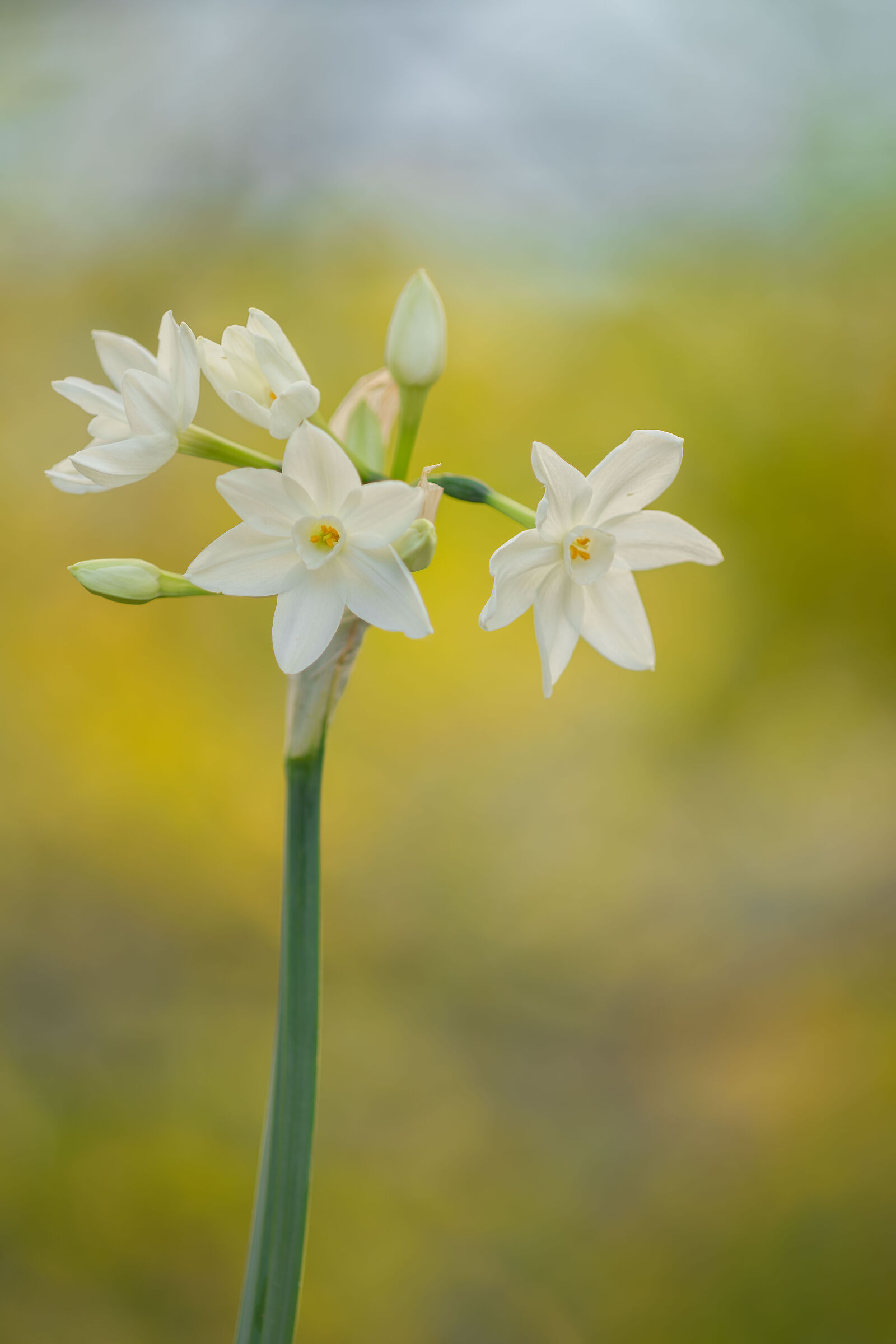 Narcissus papyraceus