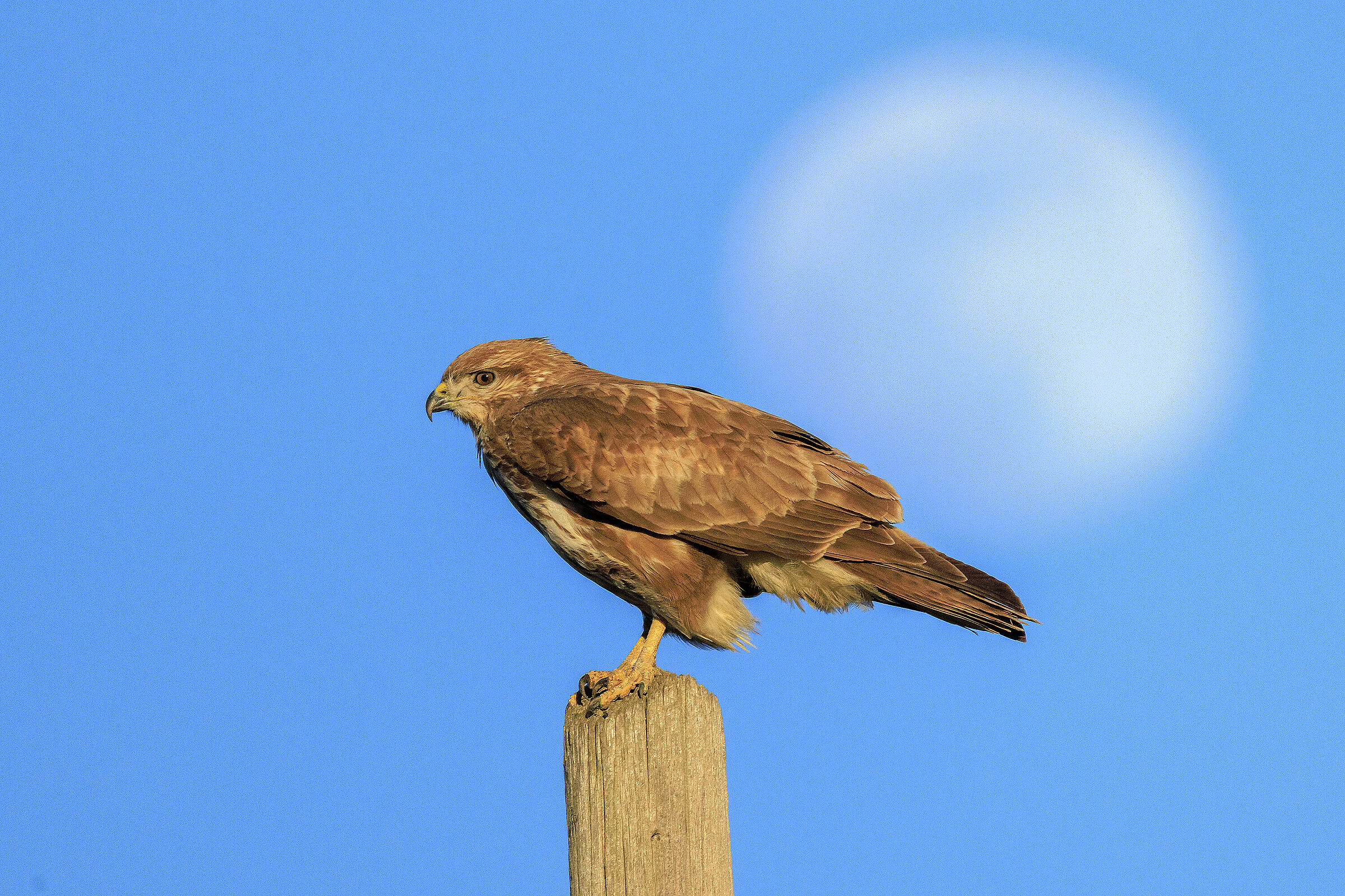 Buteo buteo ( Poiana)