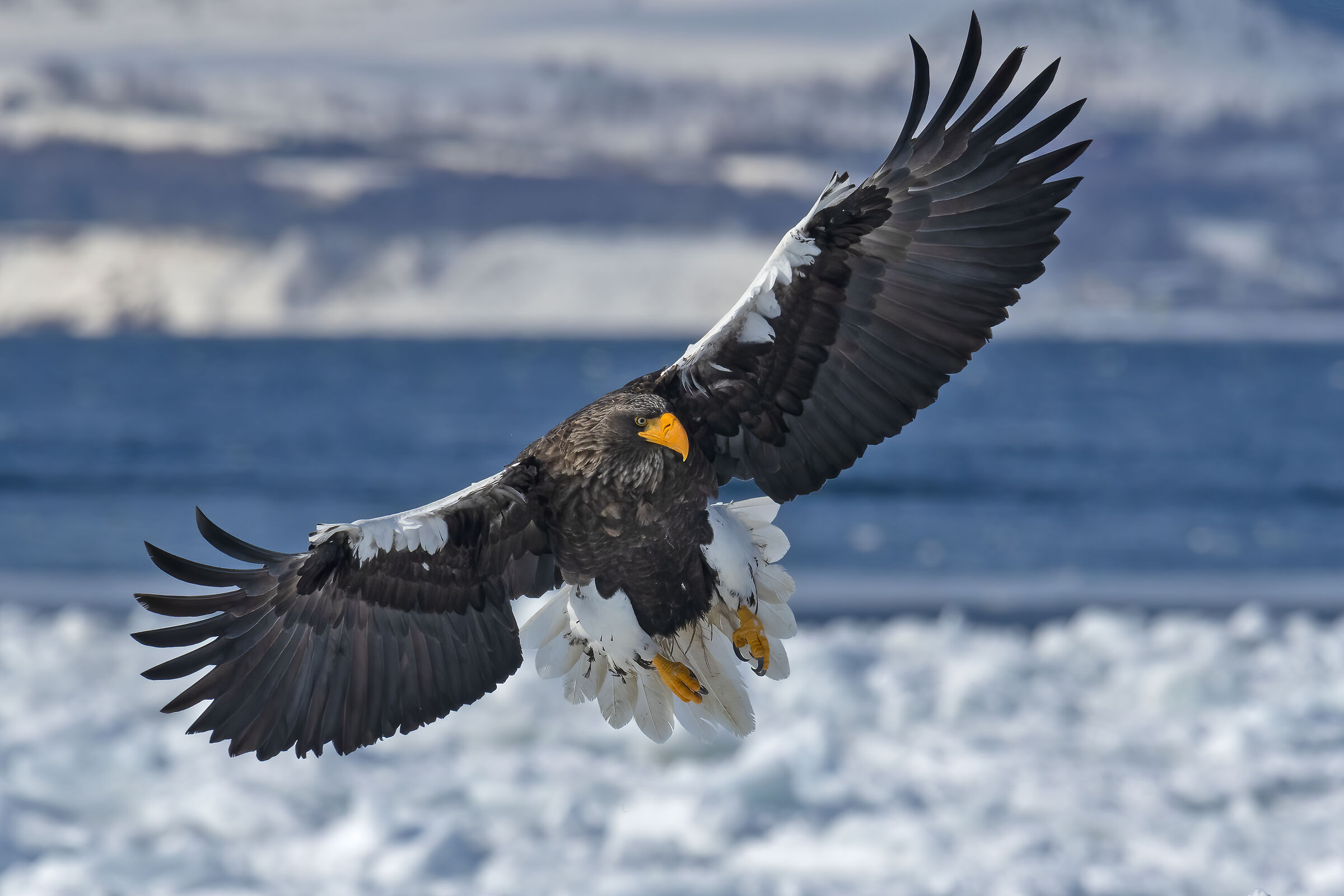 Aquila di mare di Steller, atterraggio tra i ghiacci