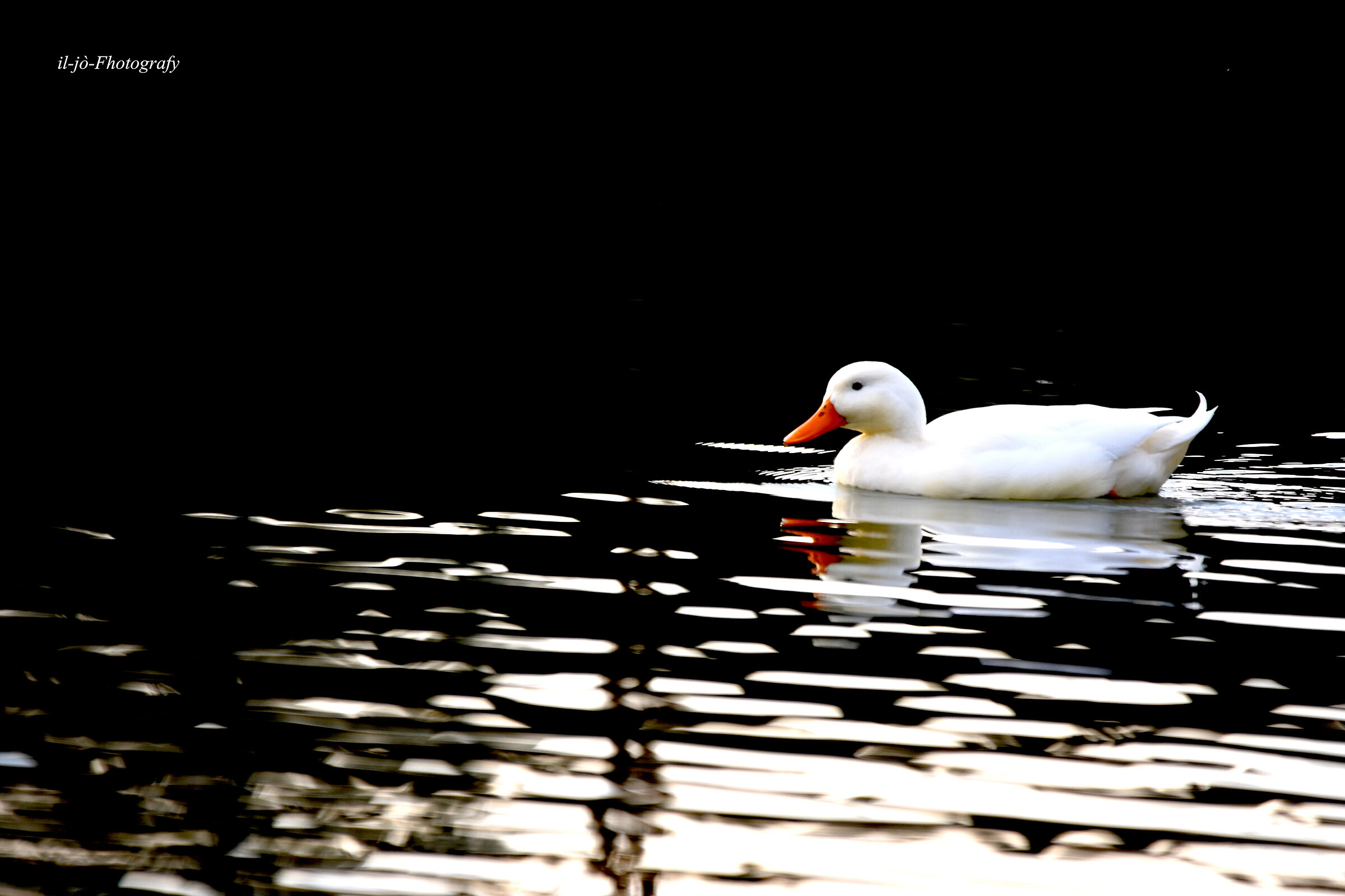 Untitled Photo
