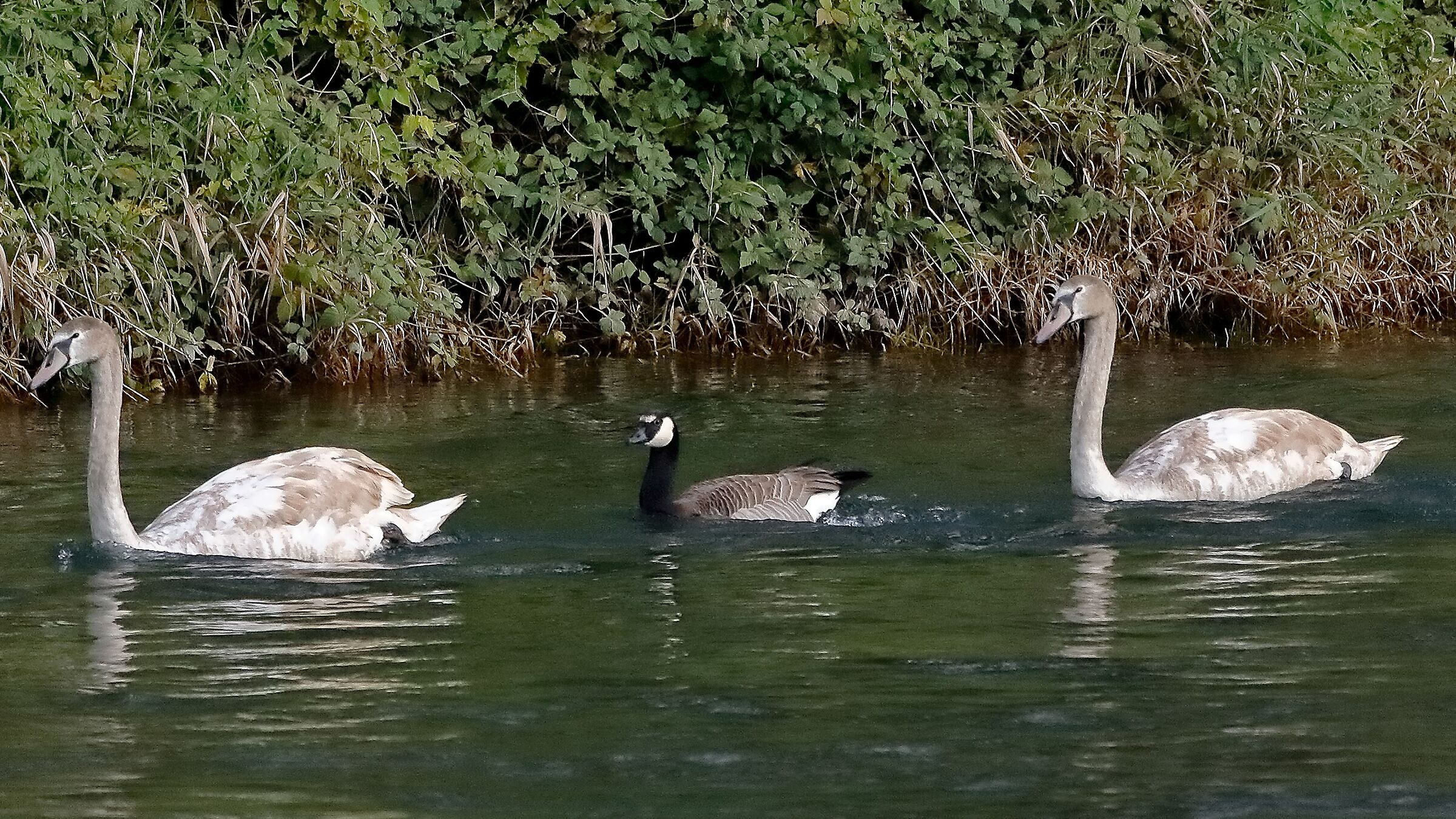 Cigni + Oca 16 novembre 2022