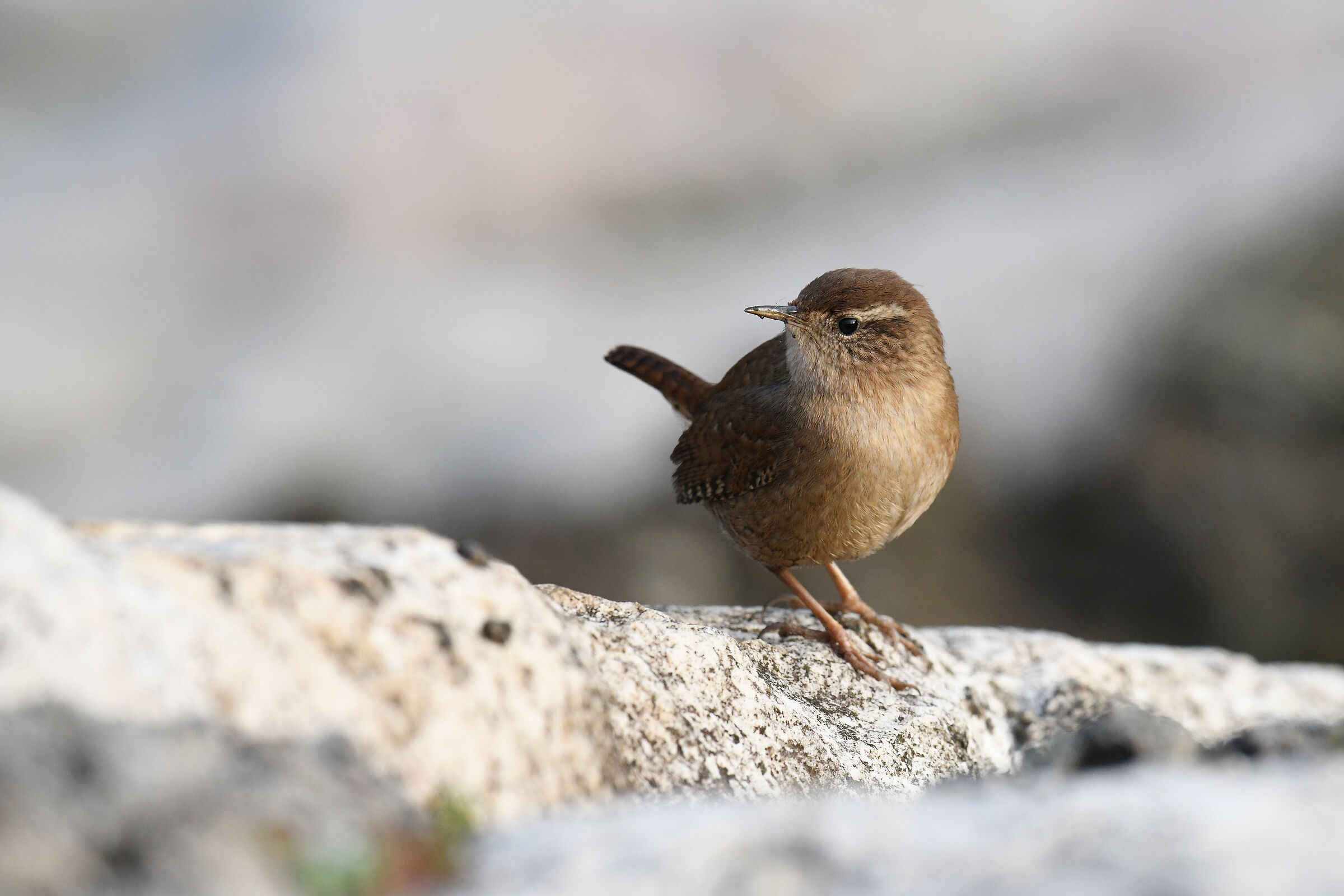 Common Wren (Troglodytes troglodytes)