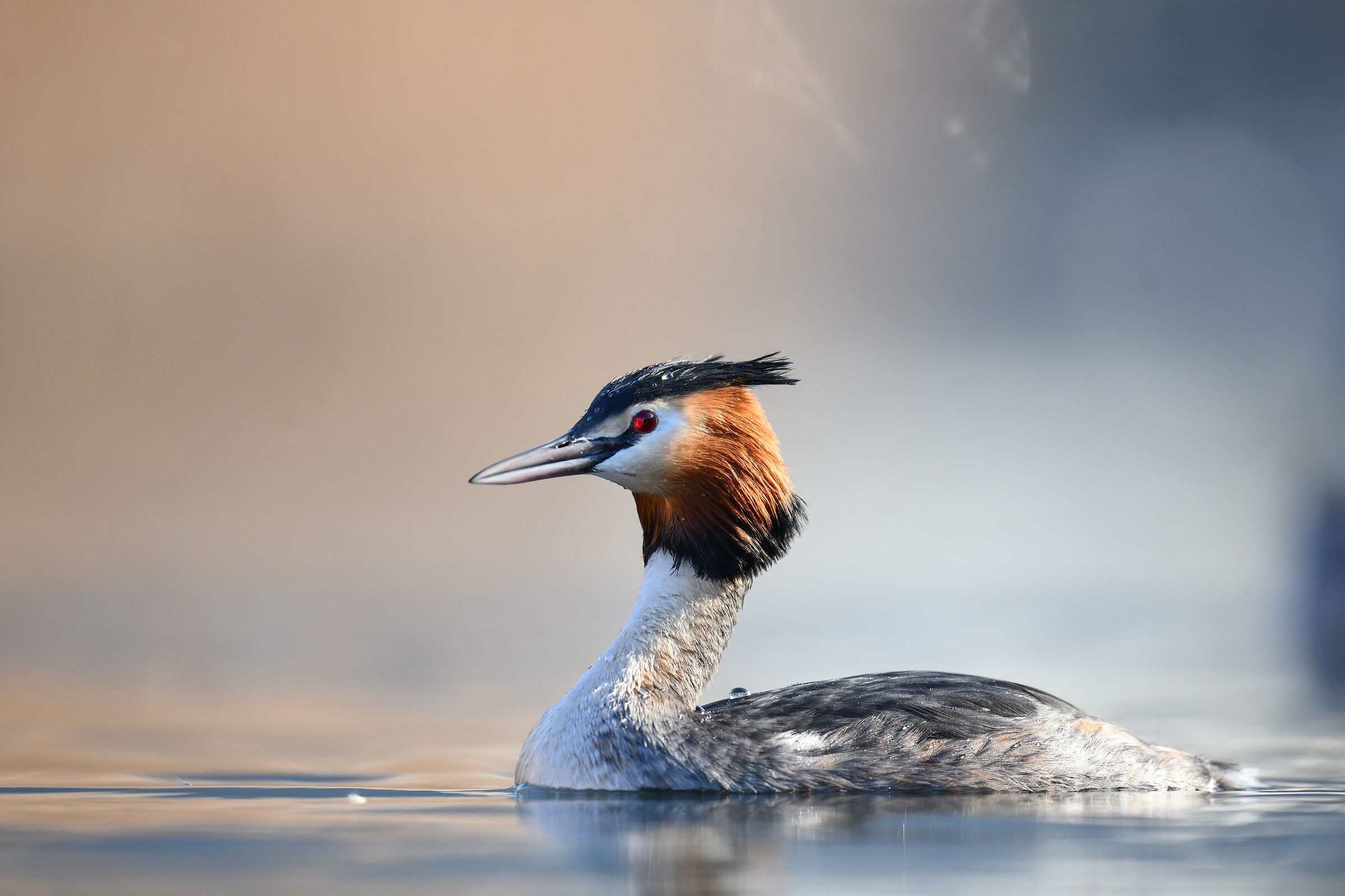 Grebe
