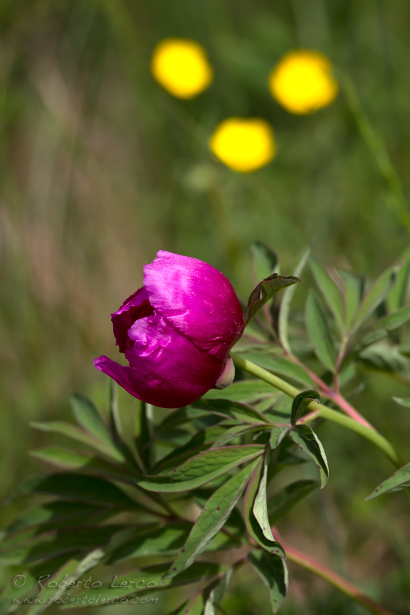 Paeonia officinalis