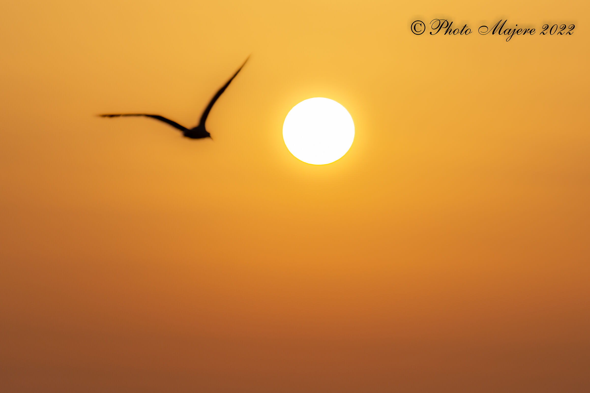 Sunset in Lavinio with bird