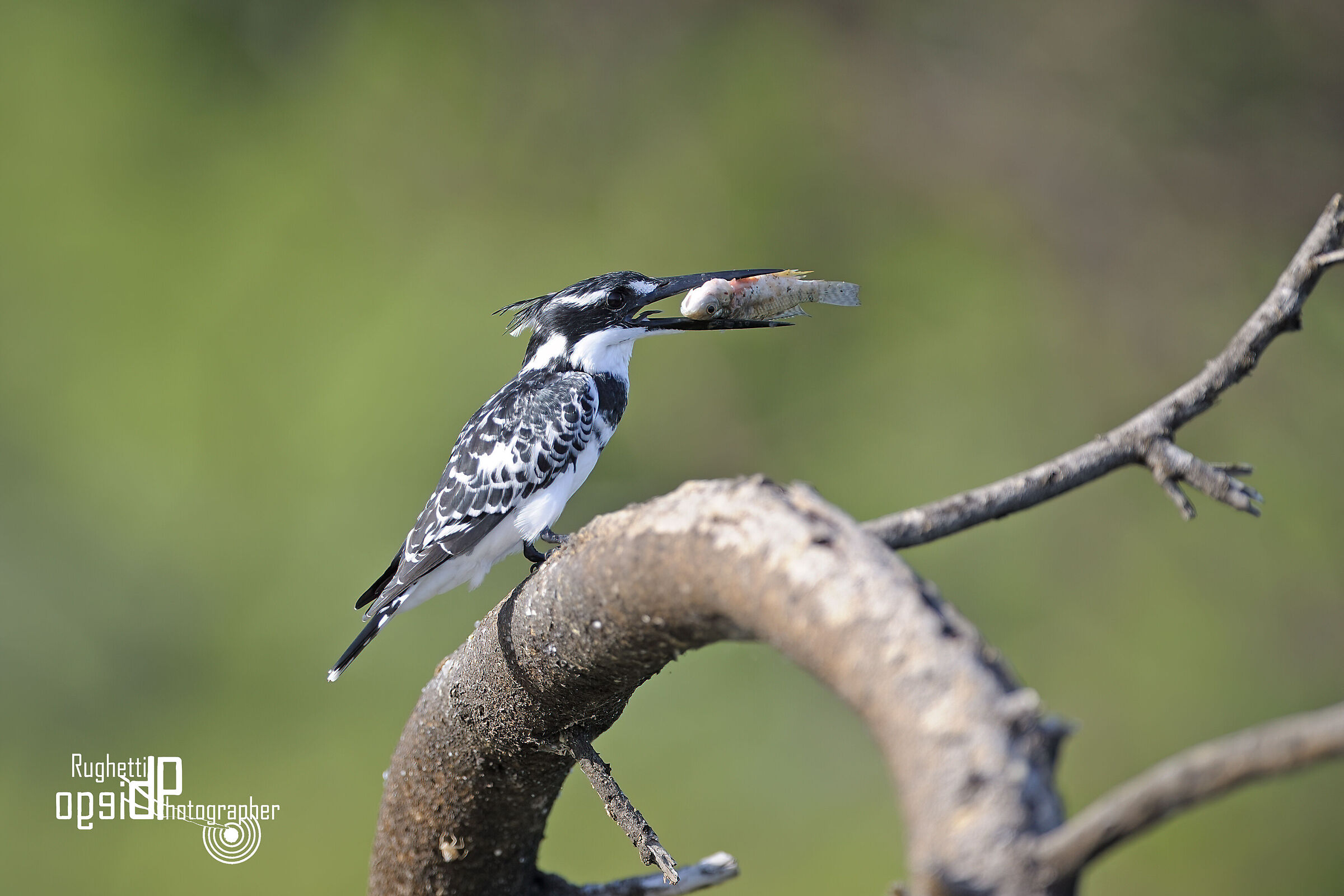 Kingfisher with prey