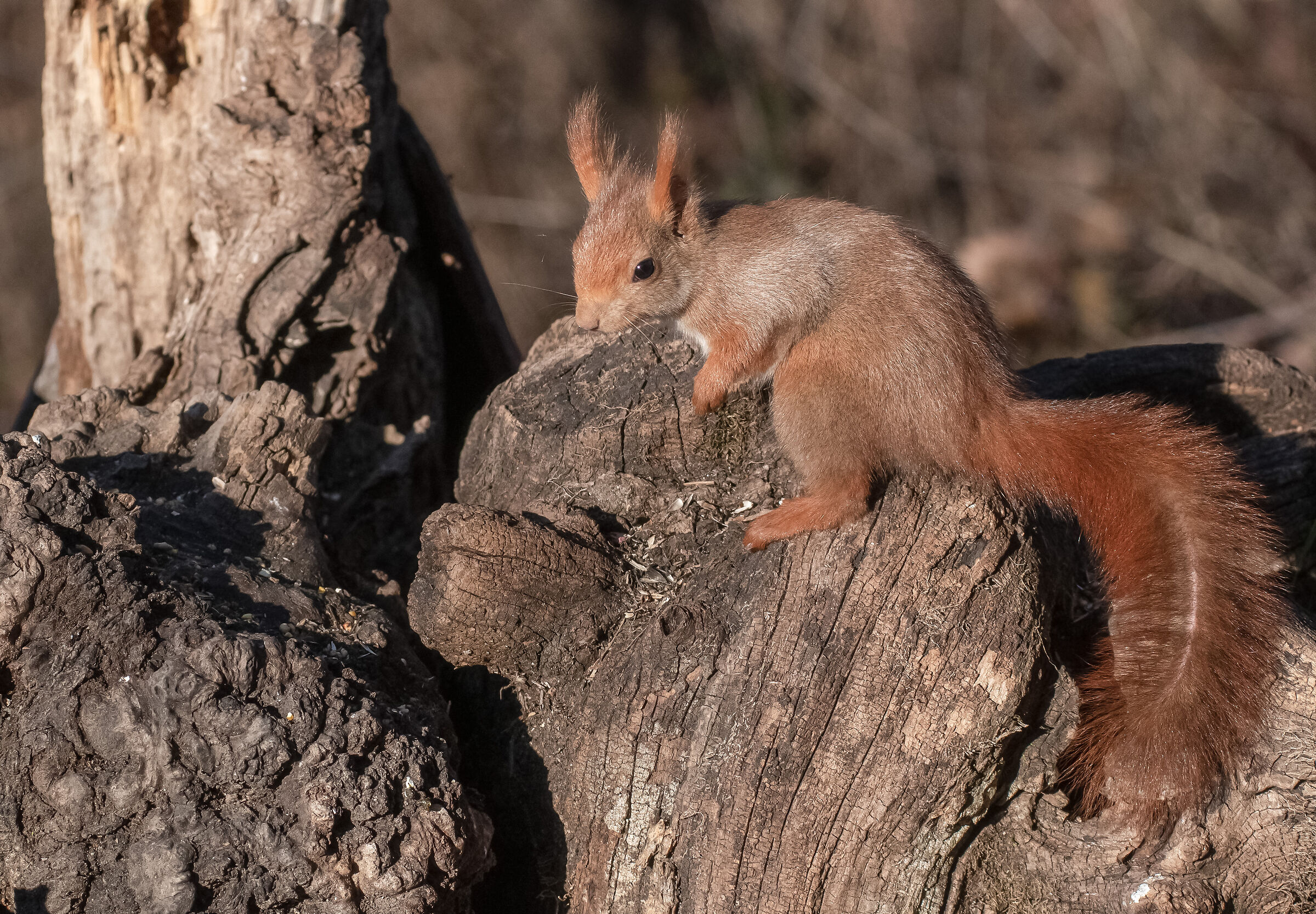 red squirrel