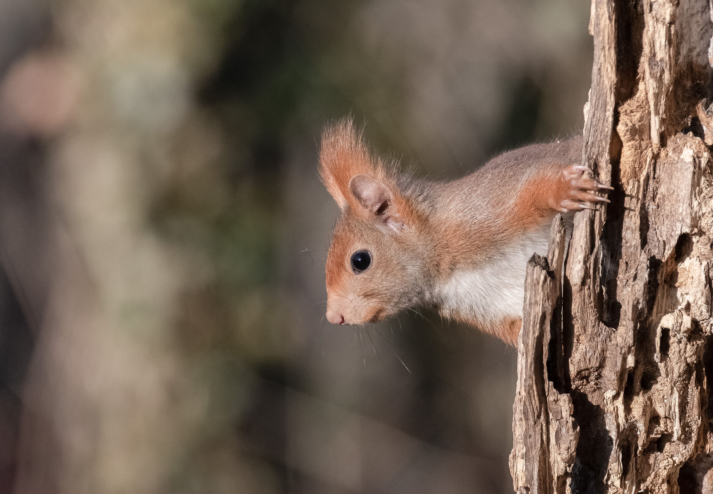 red squirrel