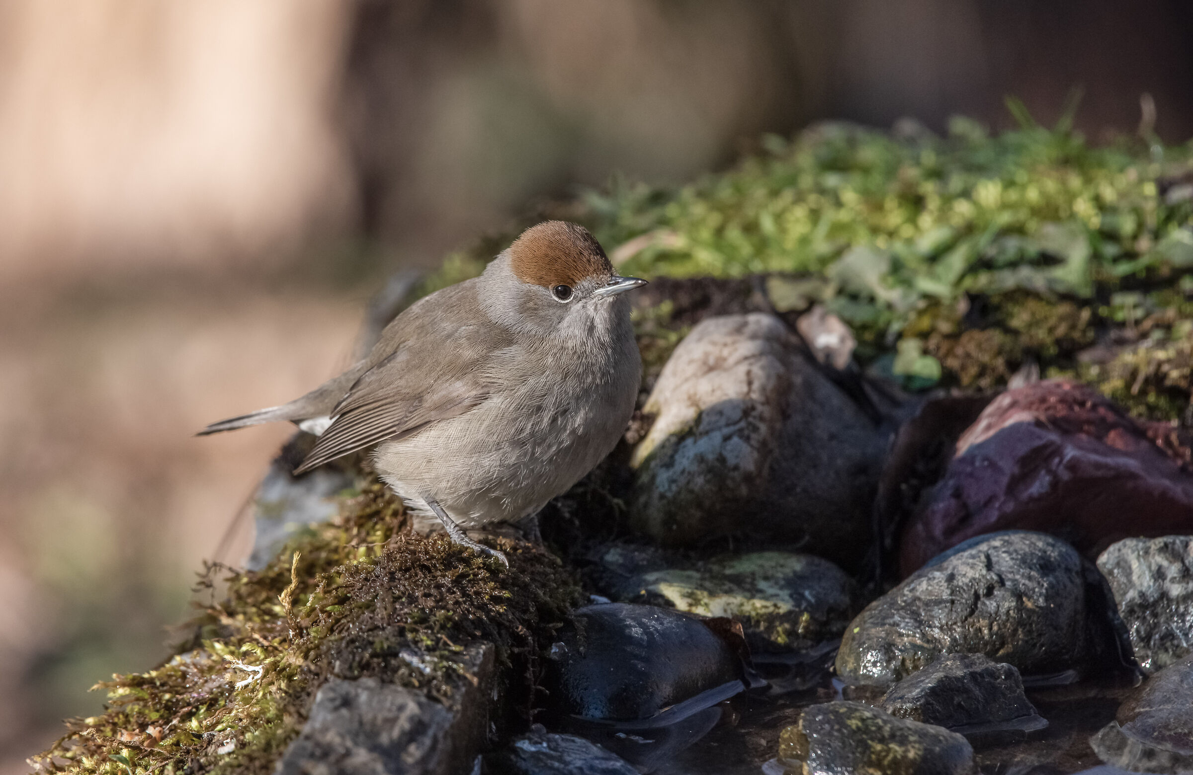 female blackcap