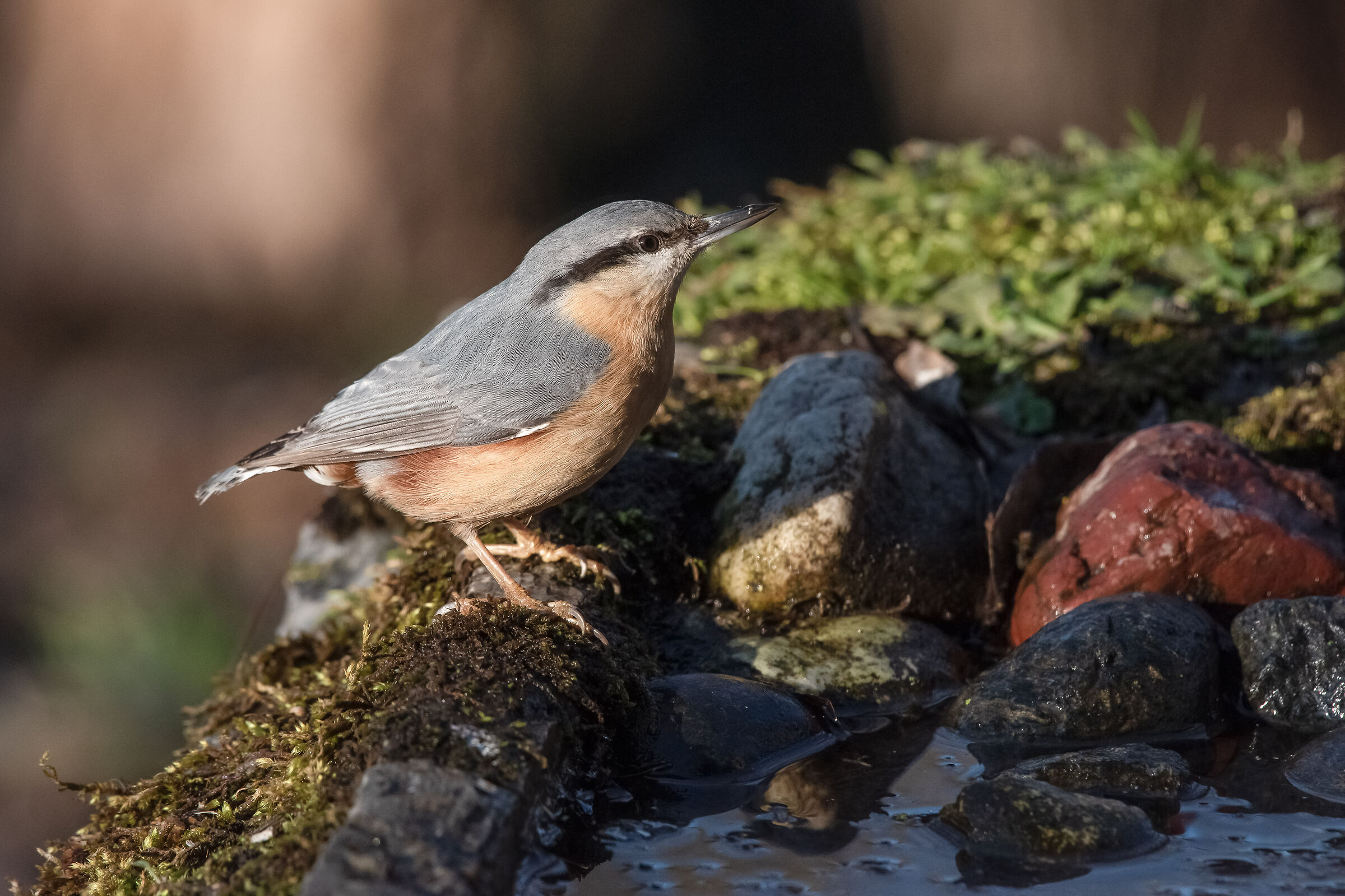 wood nuthatch