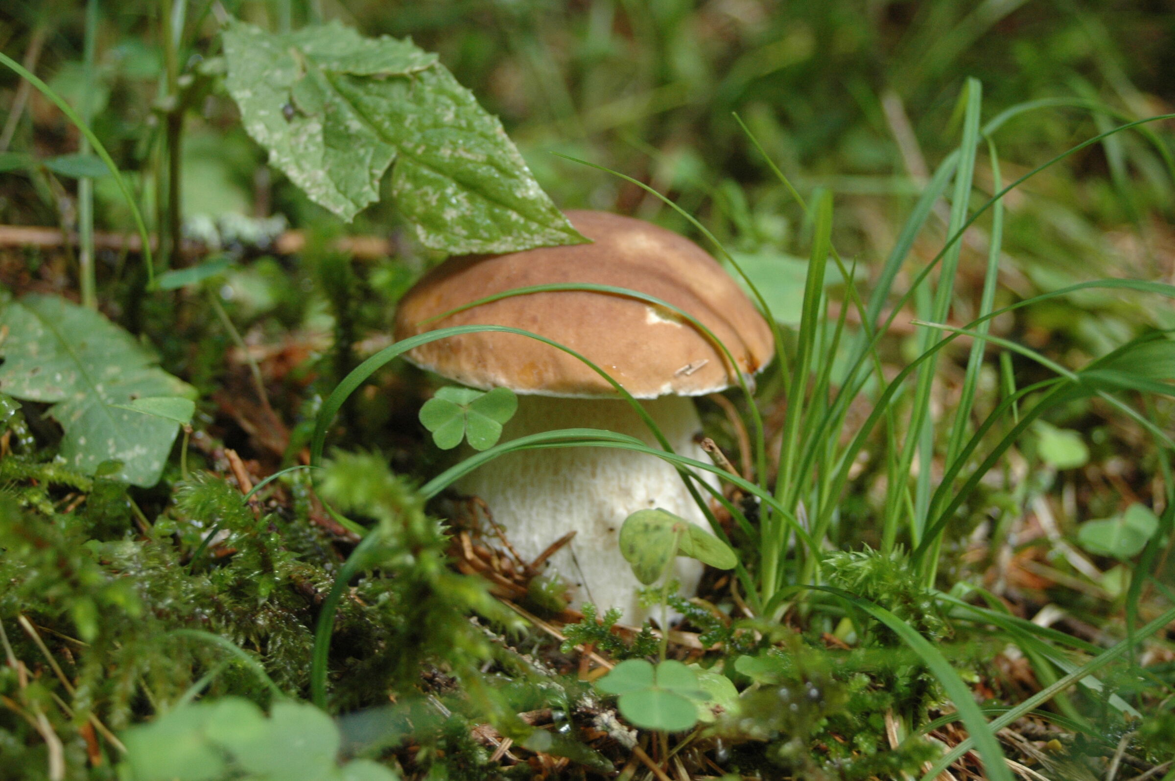 Boletus