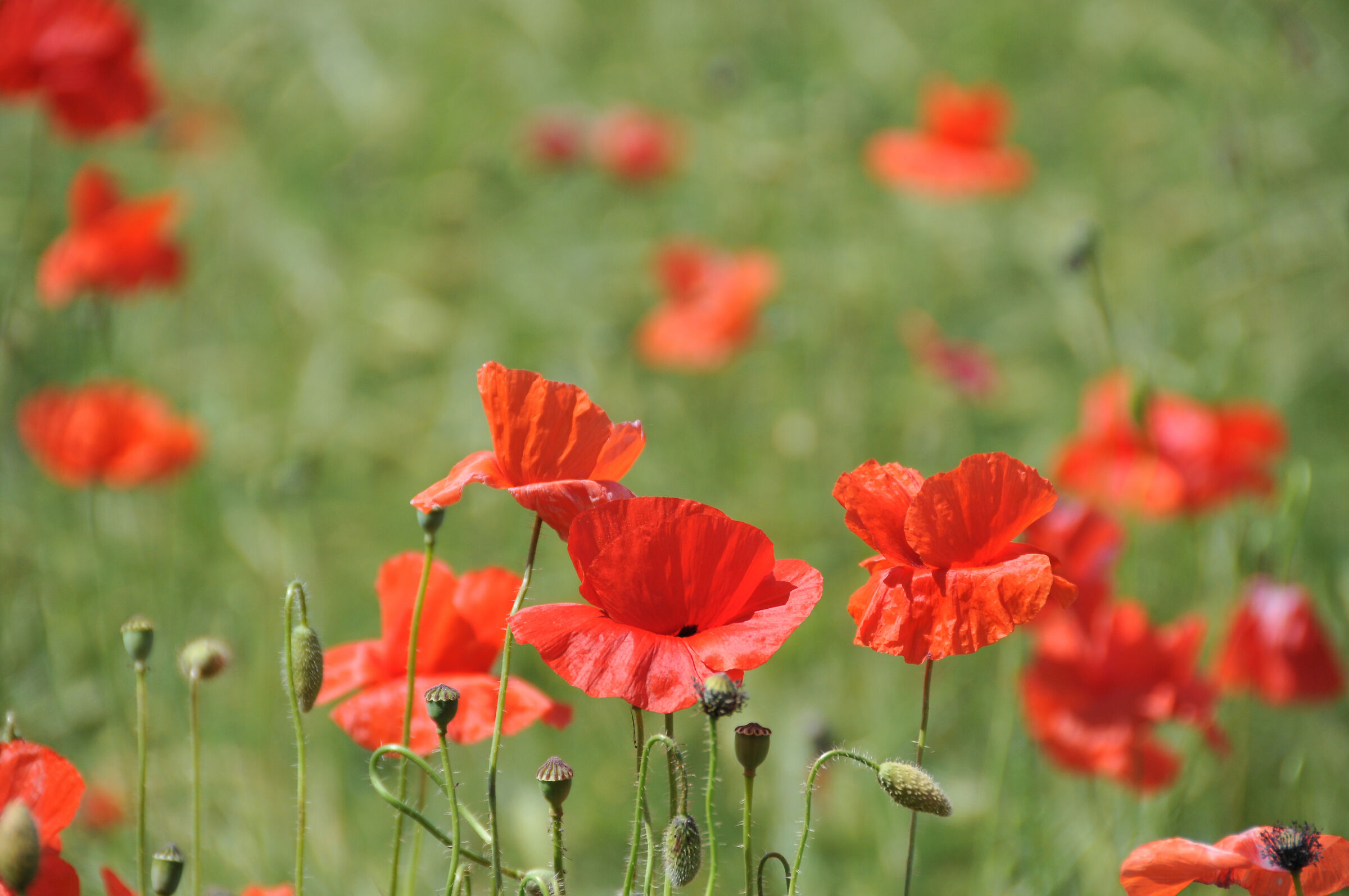 Poppies