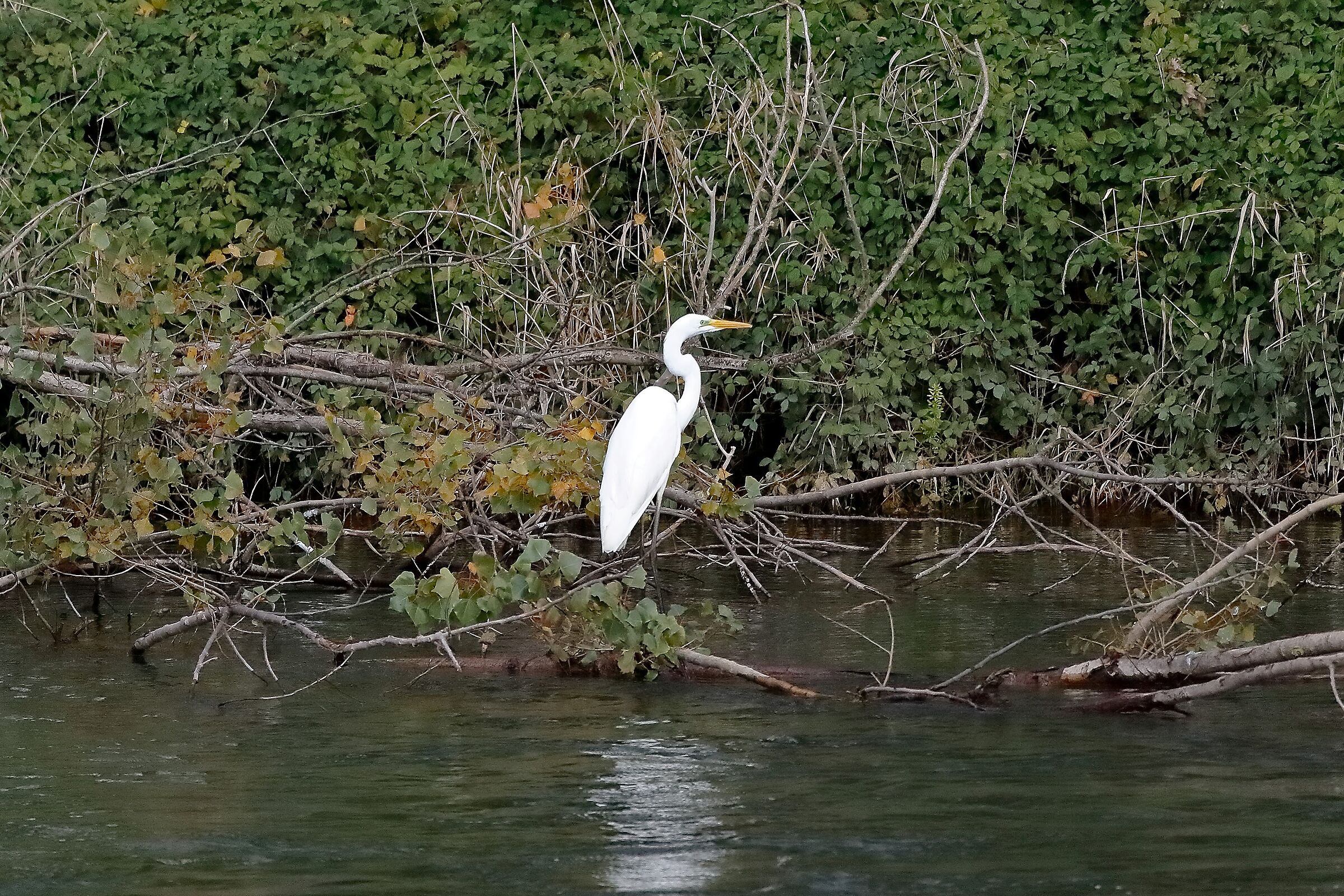 Airone BM 16 novembre 2022