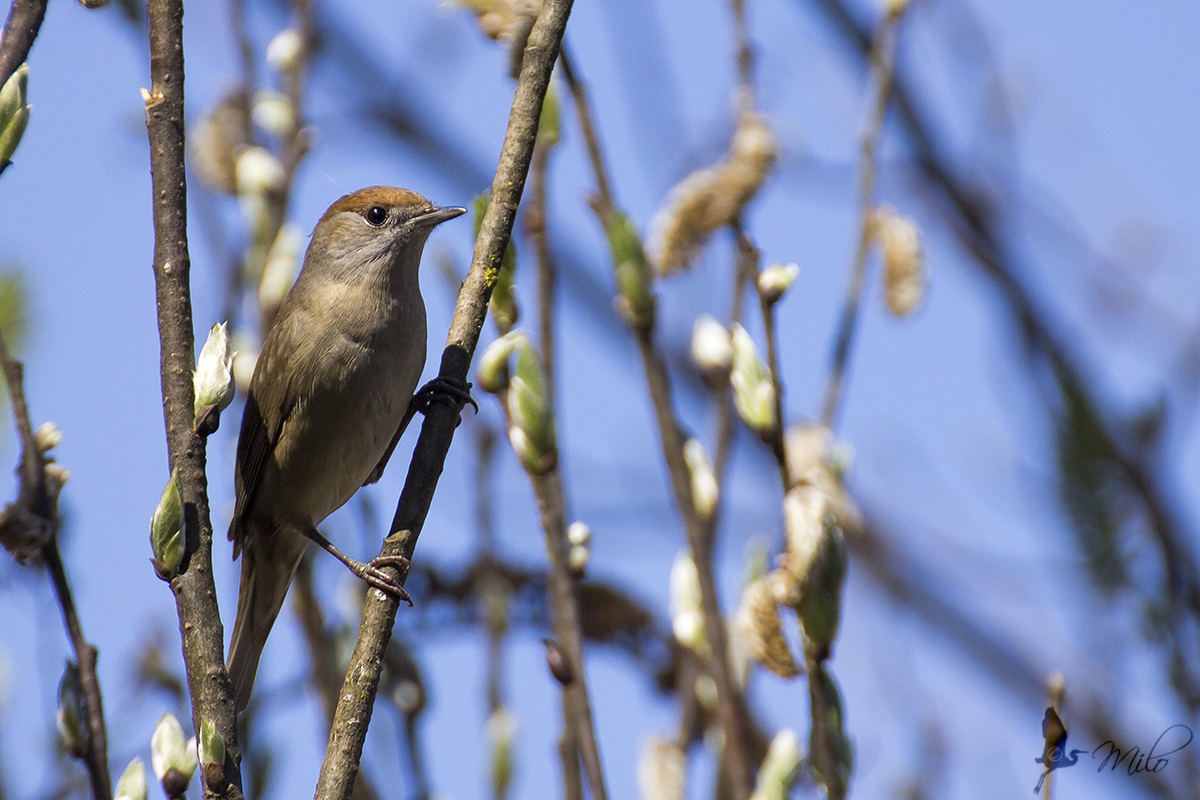 Female Blackcap