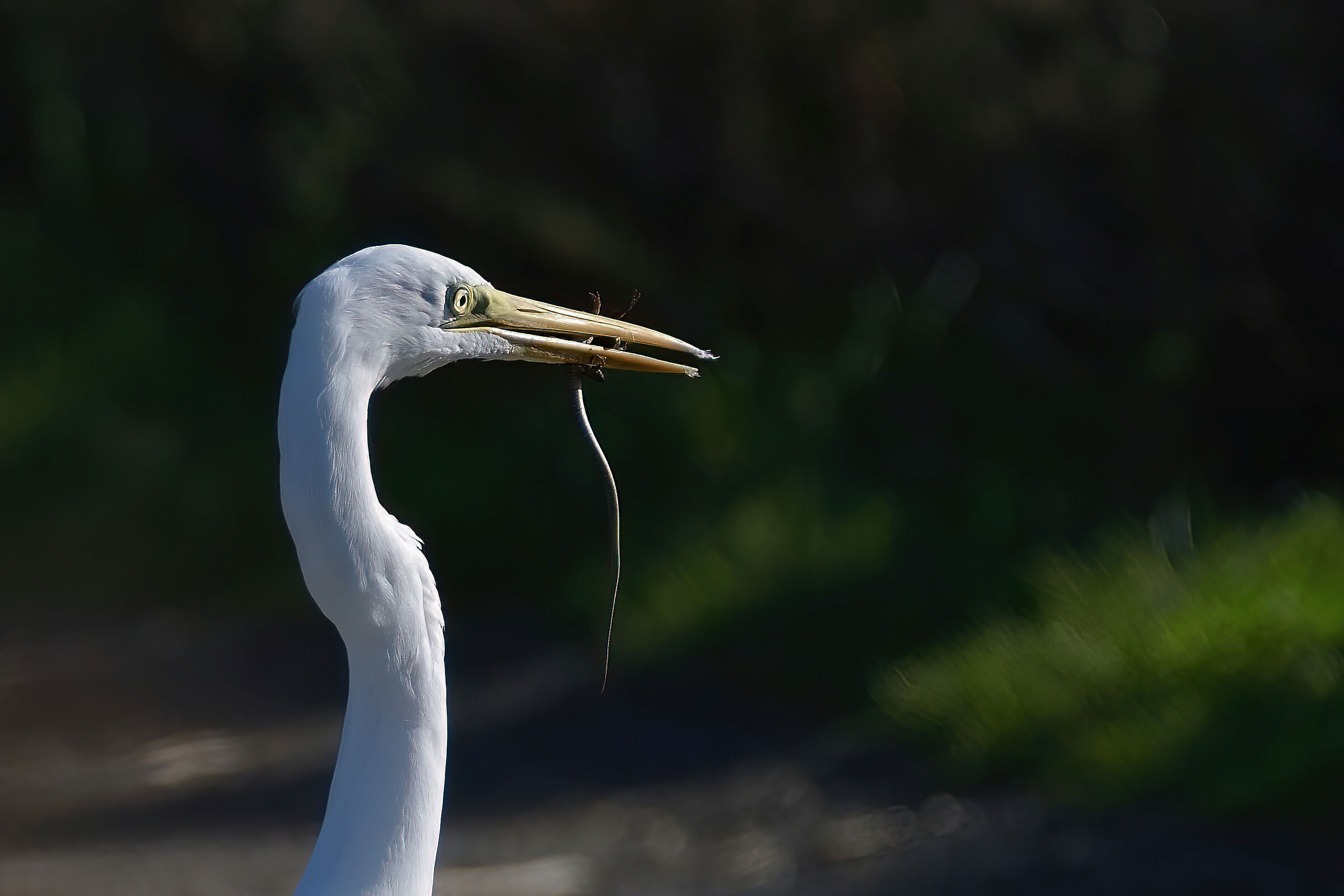Great white heron