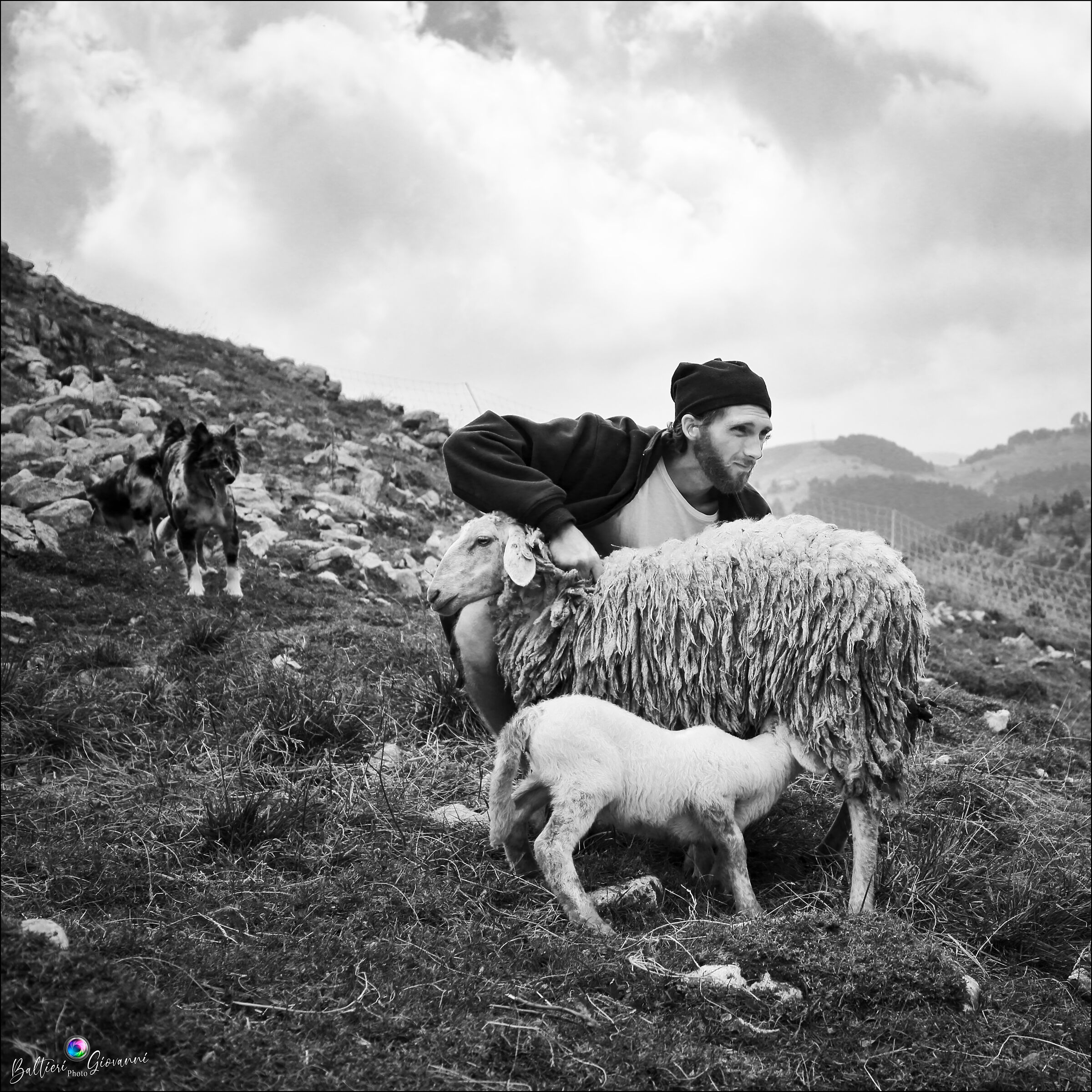 Brogne sheep herder